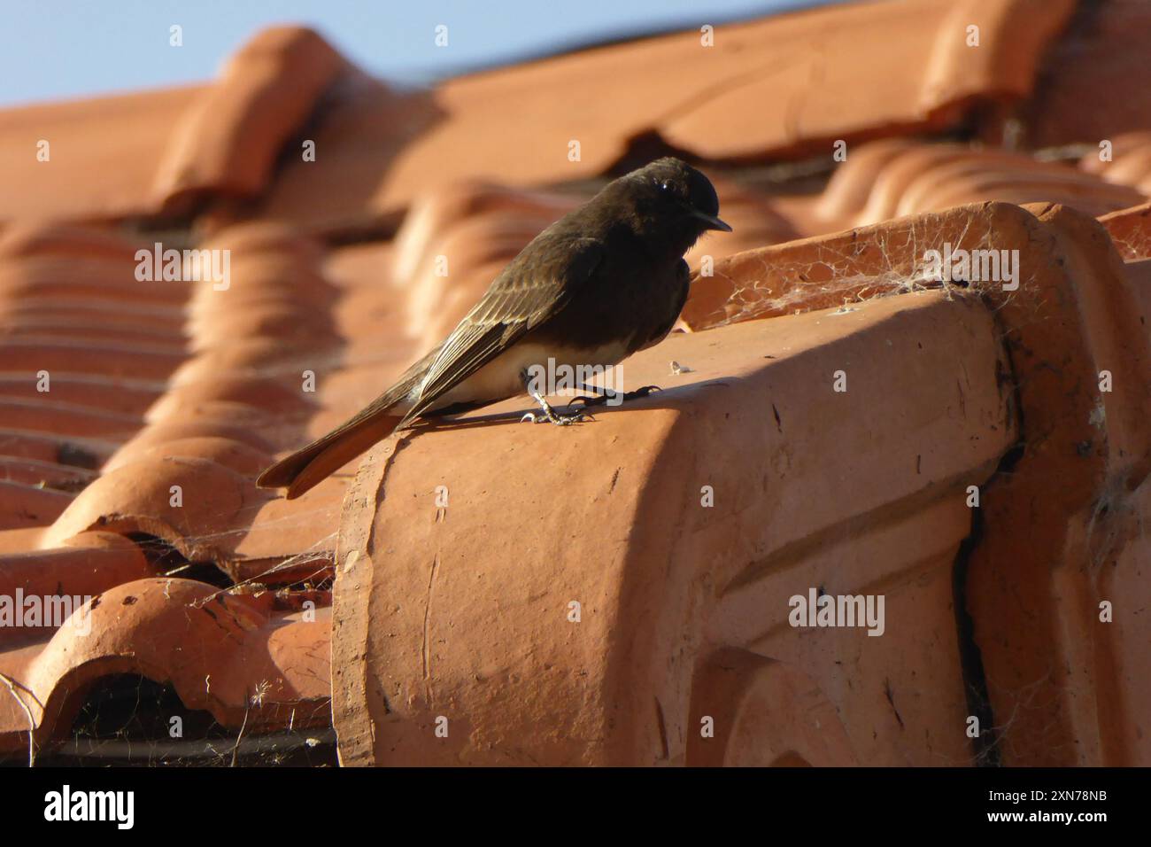 Black Phoebe (Sayornis nigricans) Aves Stock Photo Alamy