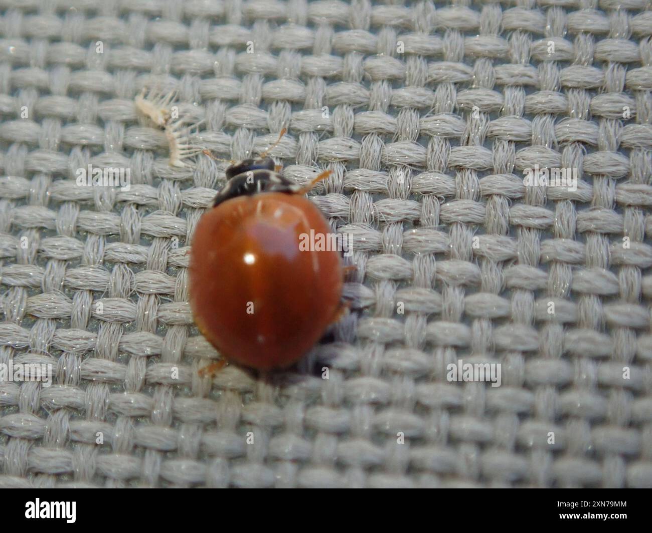 Polished Lady Beetle (Cycloneda munda) Insecta Stock Photo - Alamy