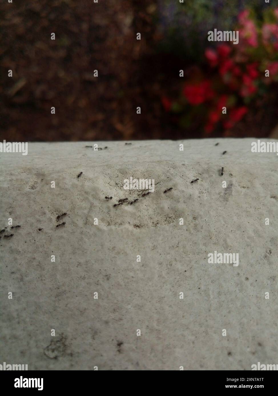 Timid ants hi-res stock photography and images - Alamy