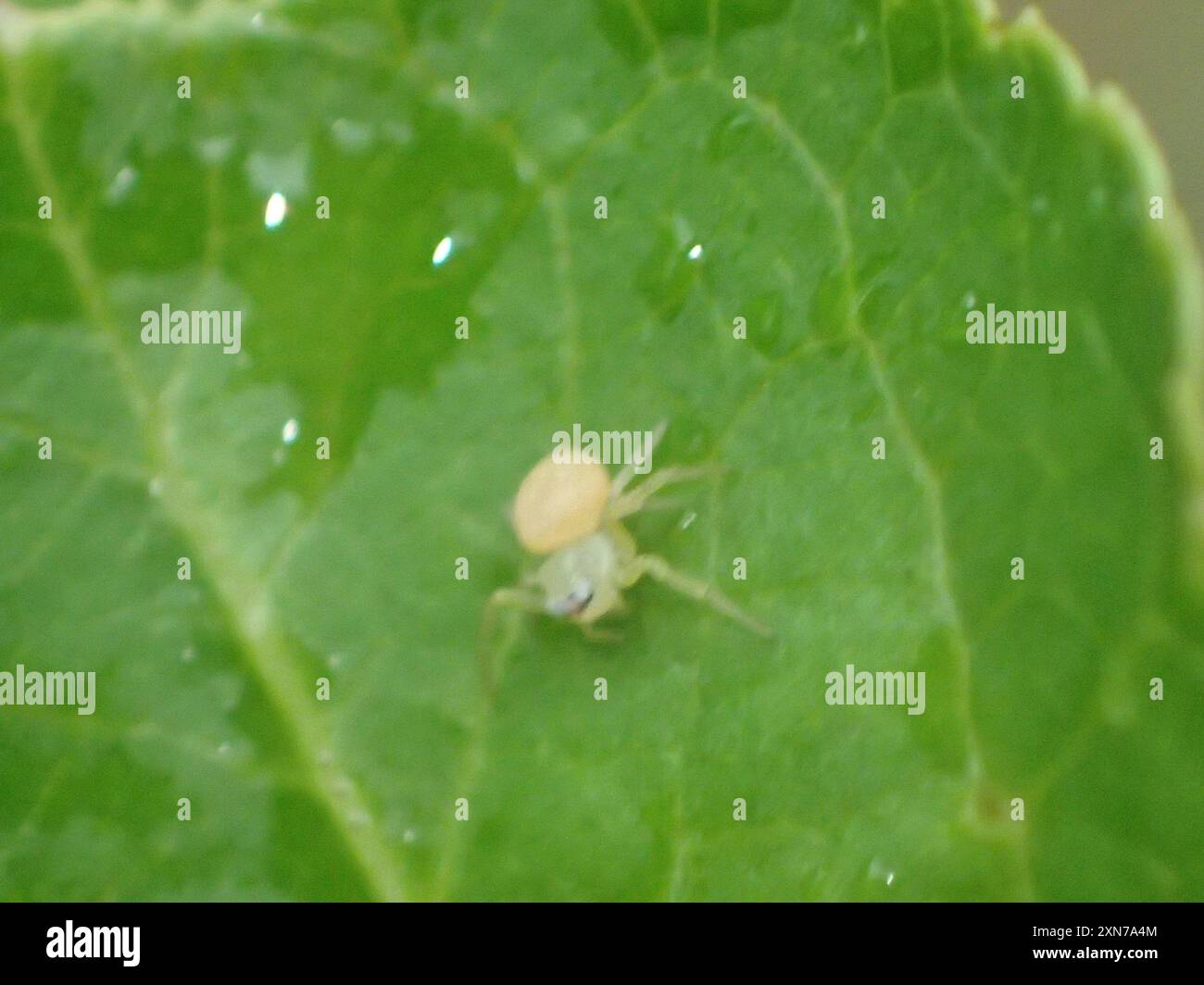American Green Crab Spider (Misumessus oblongus) Arachnida Stock Photo