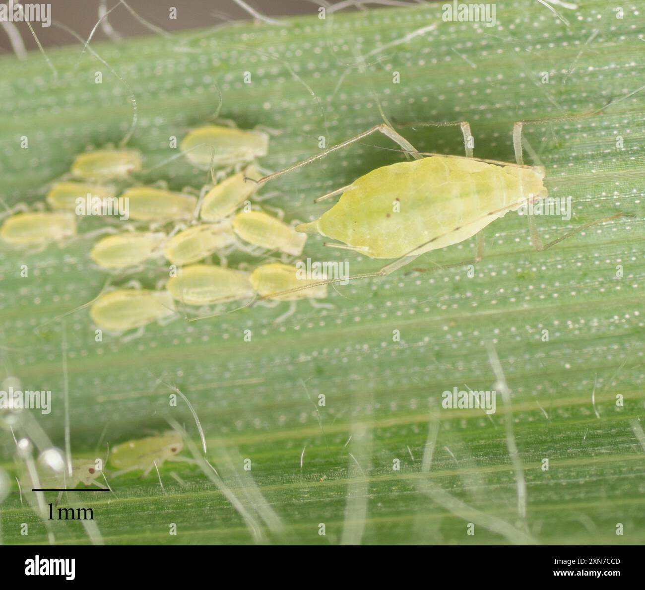 Rose Grain Aphid (Metopolophium dirhodum) Insecta Stock Photo - Alamy
