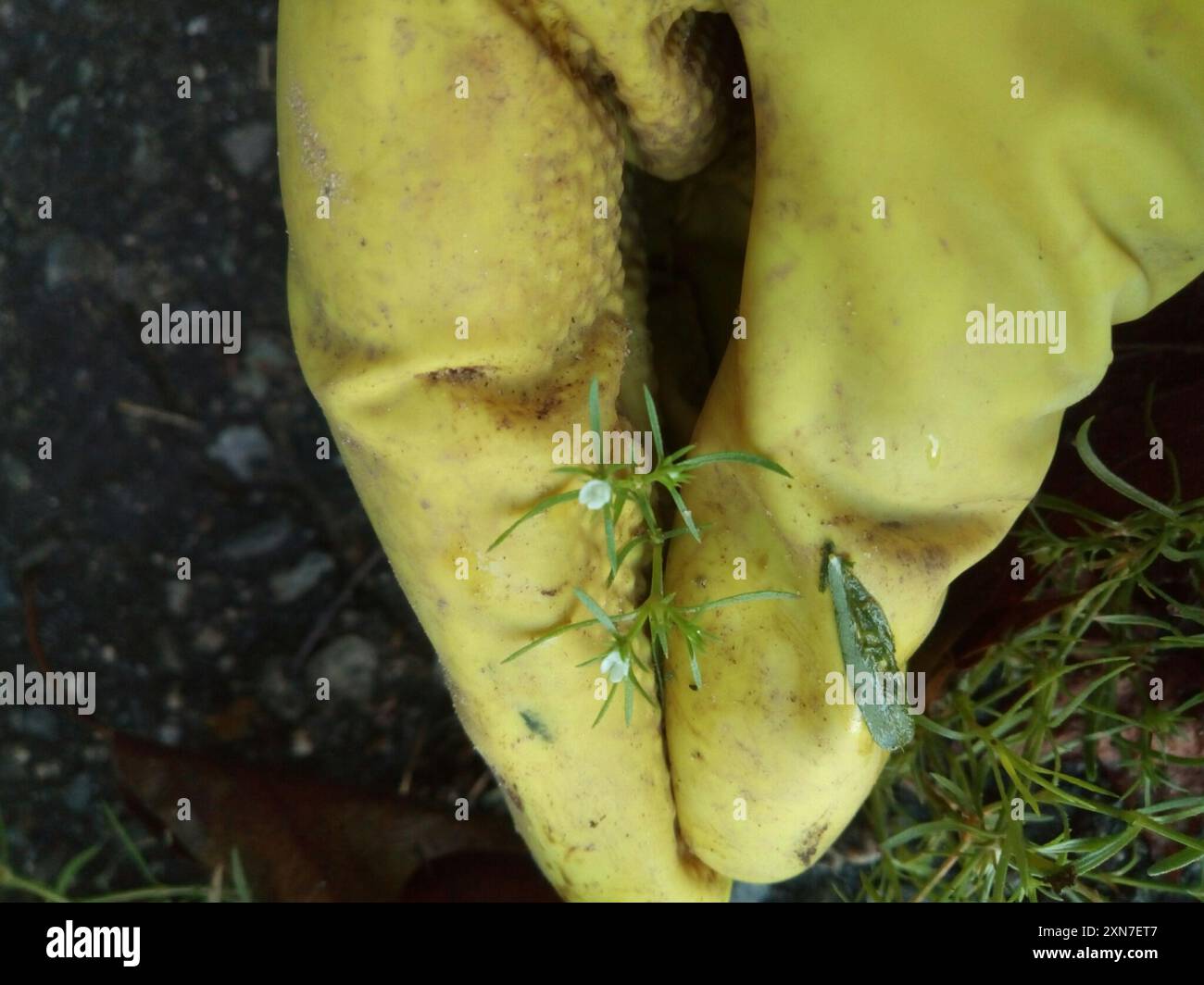 Rust Weed (Polypremum procumbens) Plantae Stock Photo - Alamy