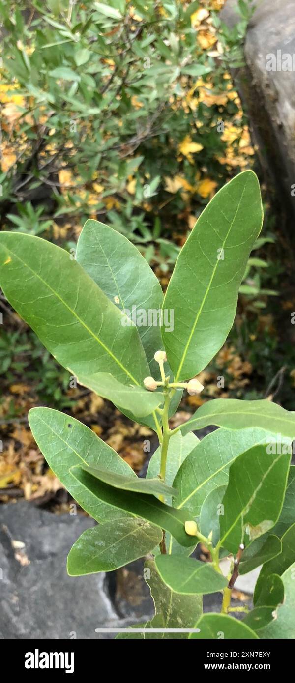 California bay (Umbellularia californica) Plantae Stock Photo - Alamy