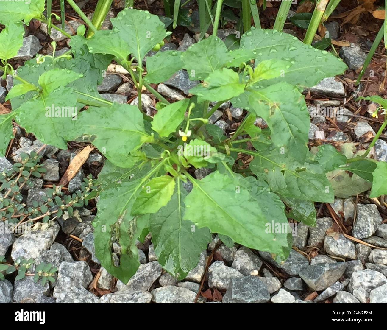 eastern black nightshade (Solanum emulans) Plantae Stock Photo - Alamy