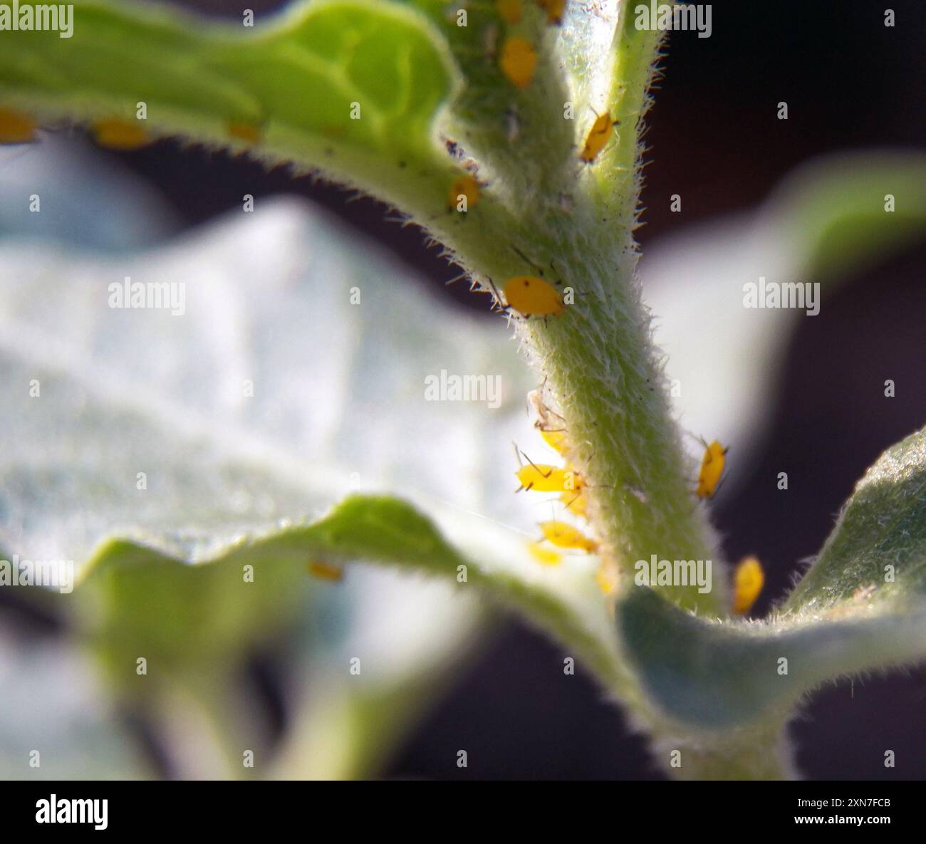 Oleander Insect Oleander Aphid (Aphis nerii) Insecta Stock Photo - Alamy