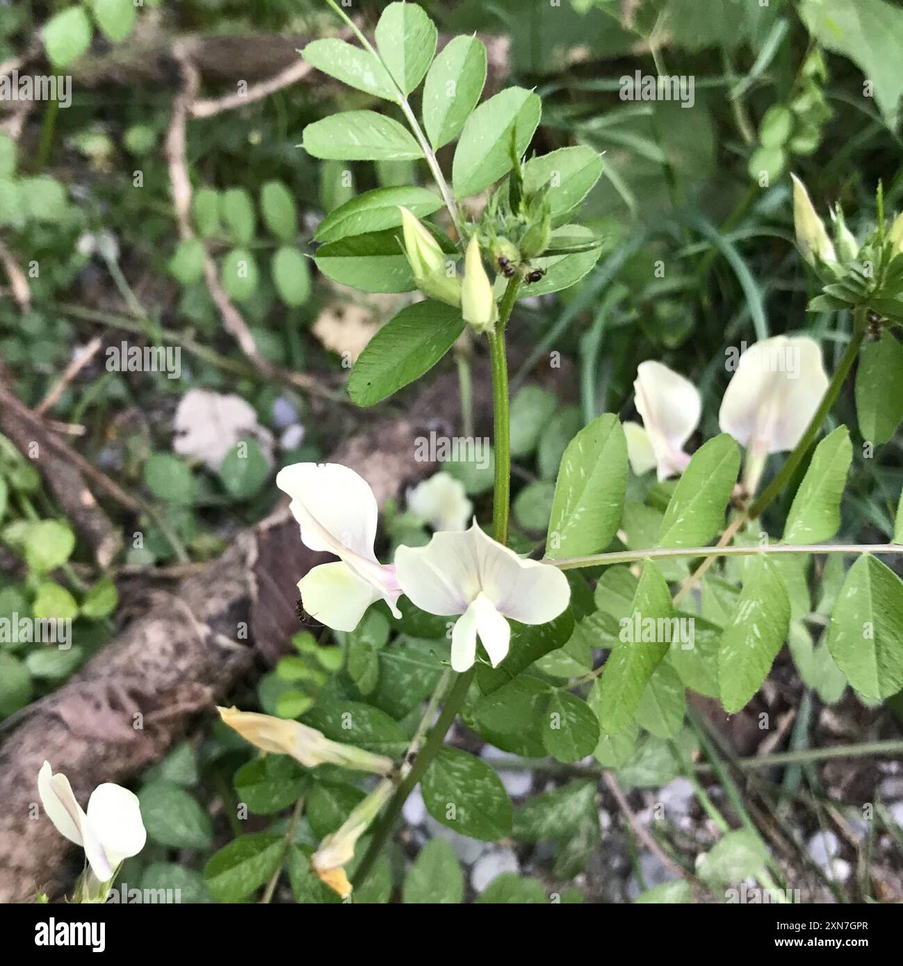 Large yellow vetch (Vicia grandiflora) Plantae Stock Photo - Alamy