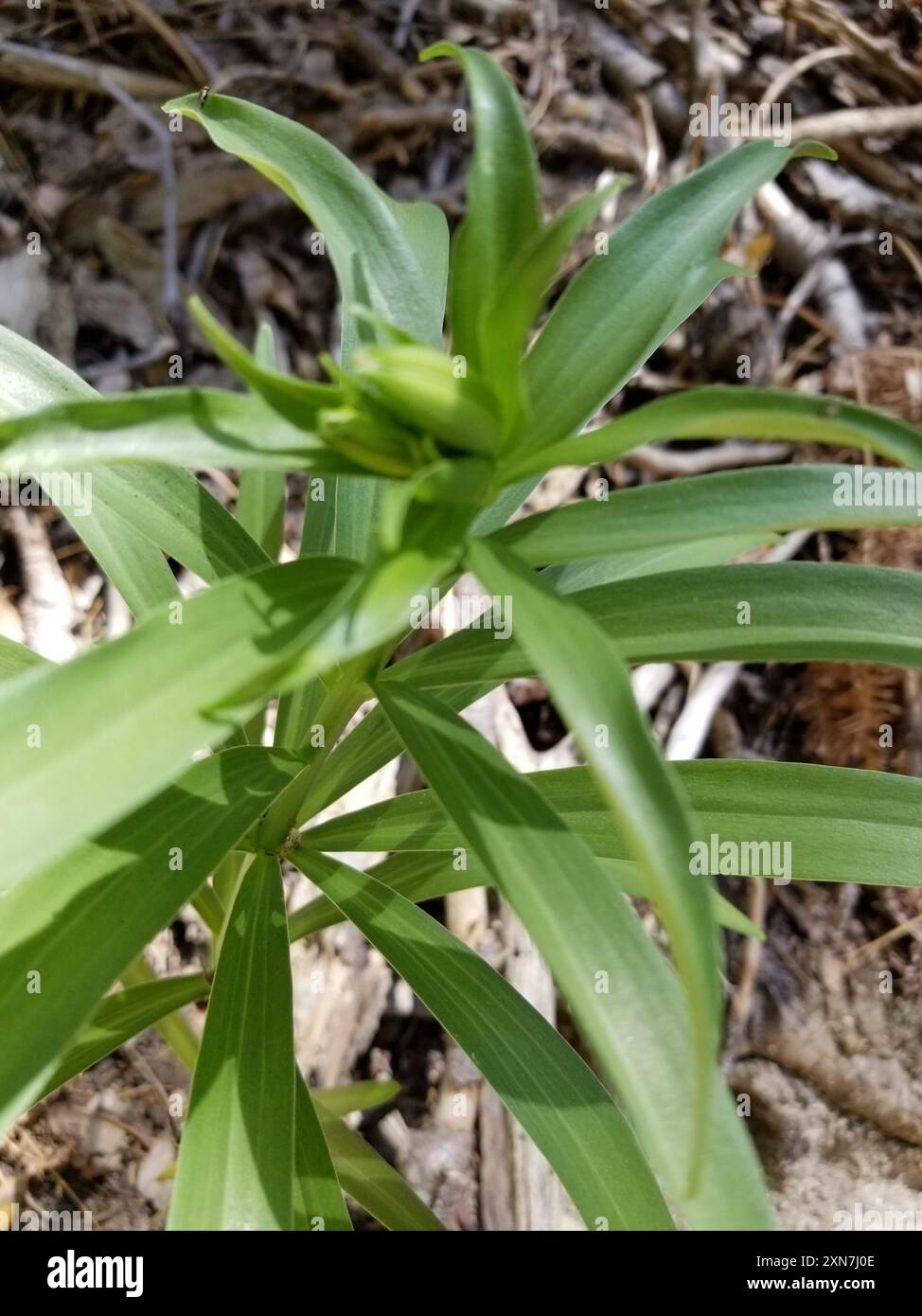 lemon lily (Lilium parryi) Plantae Stock Photo