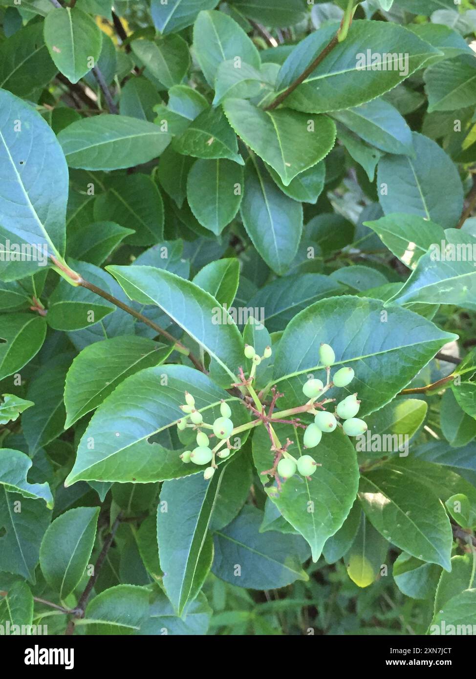 northern wild raisin (Viburnum cassinoides) Plantae Stock Photo