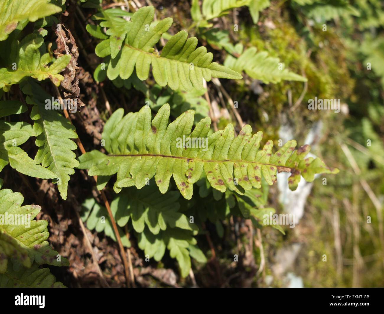 polypody ferns (Polypodium) Plantae Stock Photo - Alamy