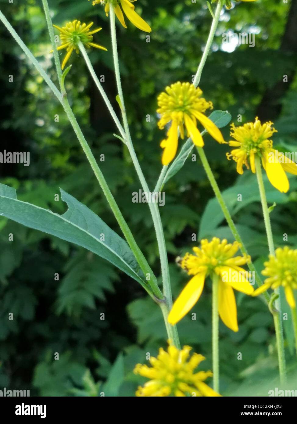 Wingstem Dead Wingstem (Verbesina alternifolia) Plantae Stock Photo - Alamy