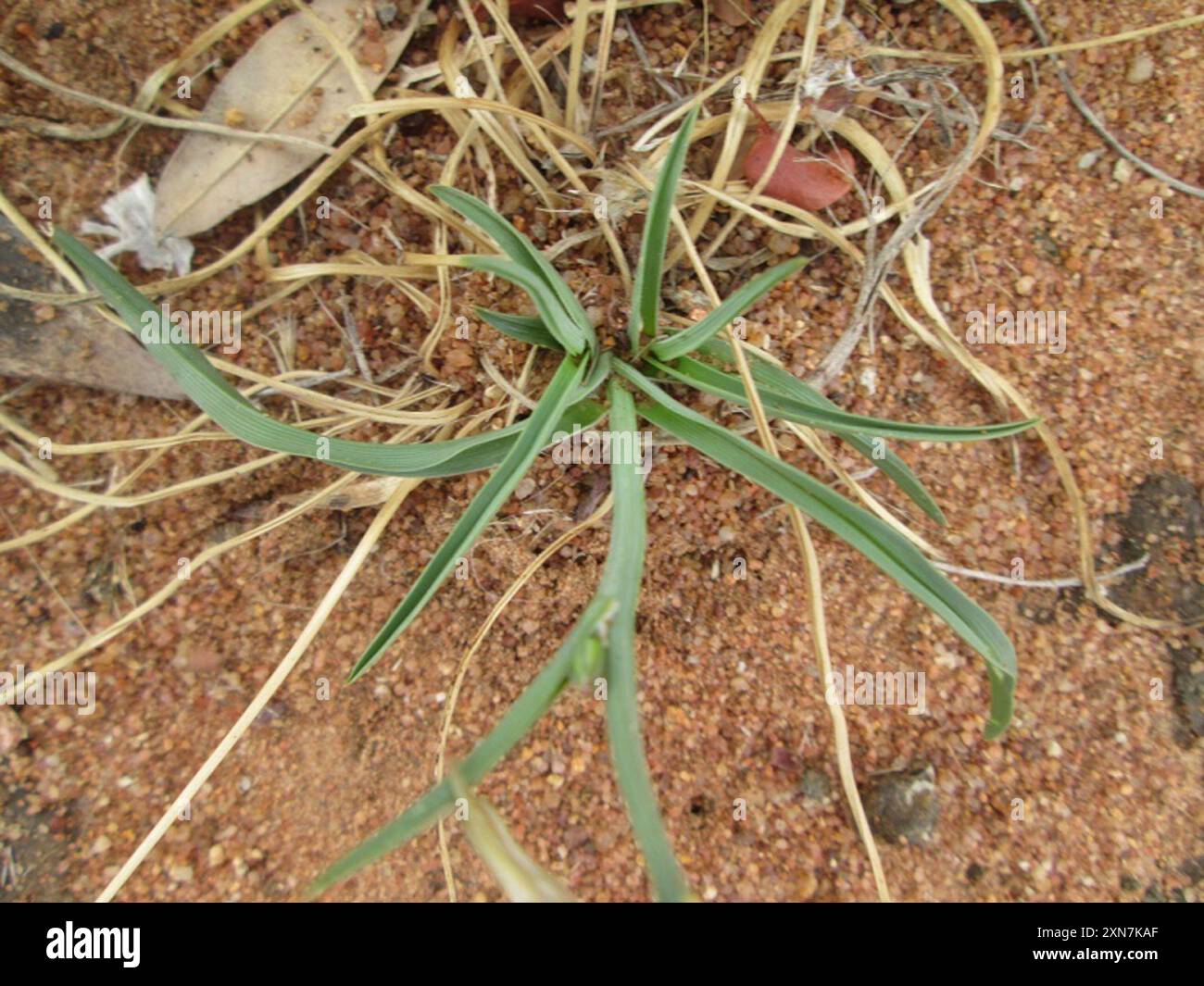 Grass Lilies (Chlorophytum) Plantae Stock Photo - Alamy