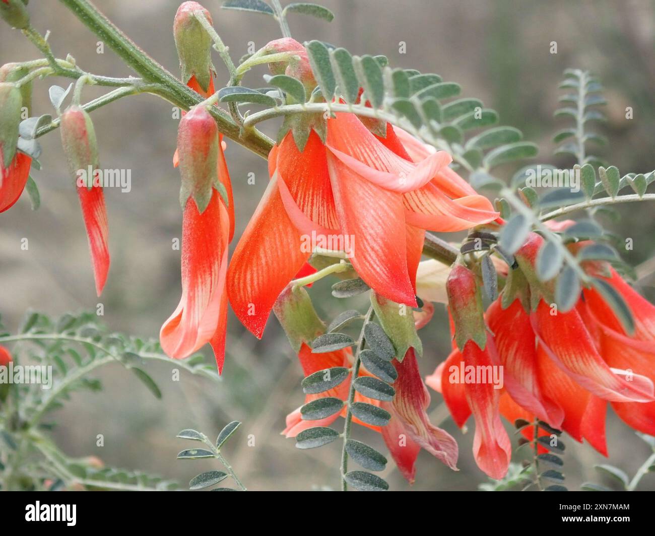 cancer bush (Lessertia frutescens) Plantae Stock Photo - Alamy