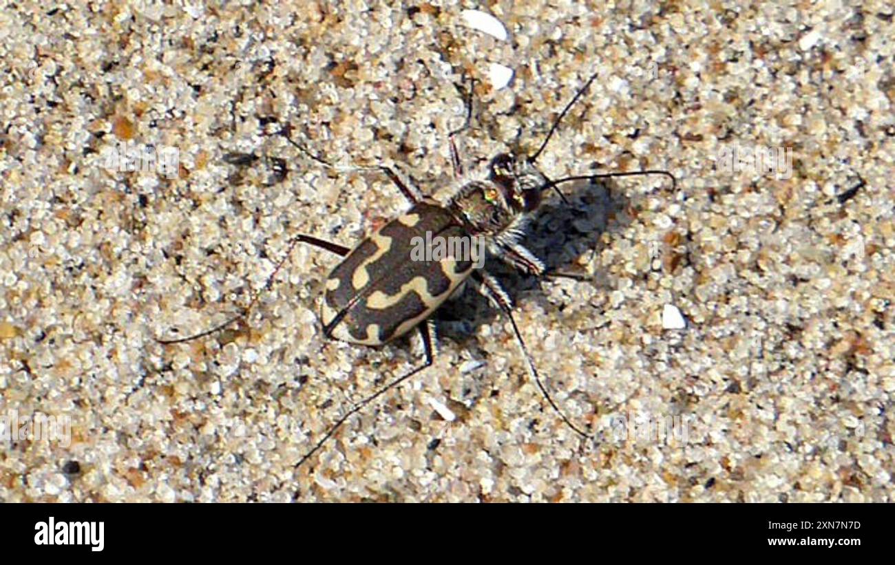 Hairy-necked Tiger Beetle (Cicindela hirticollis) Insecta Stock Photo ...
