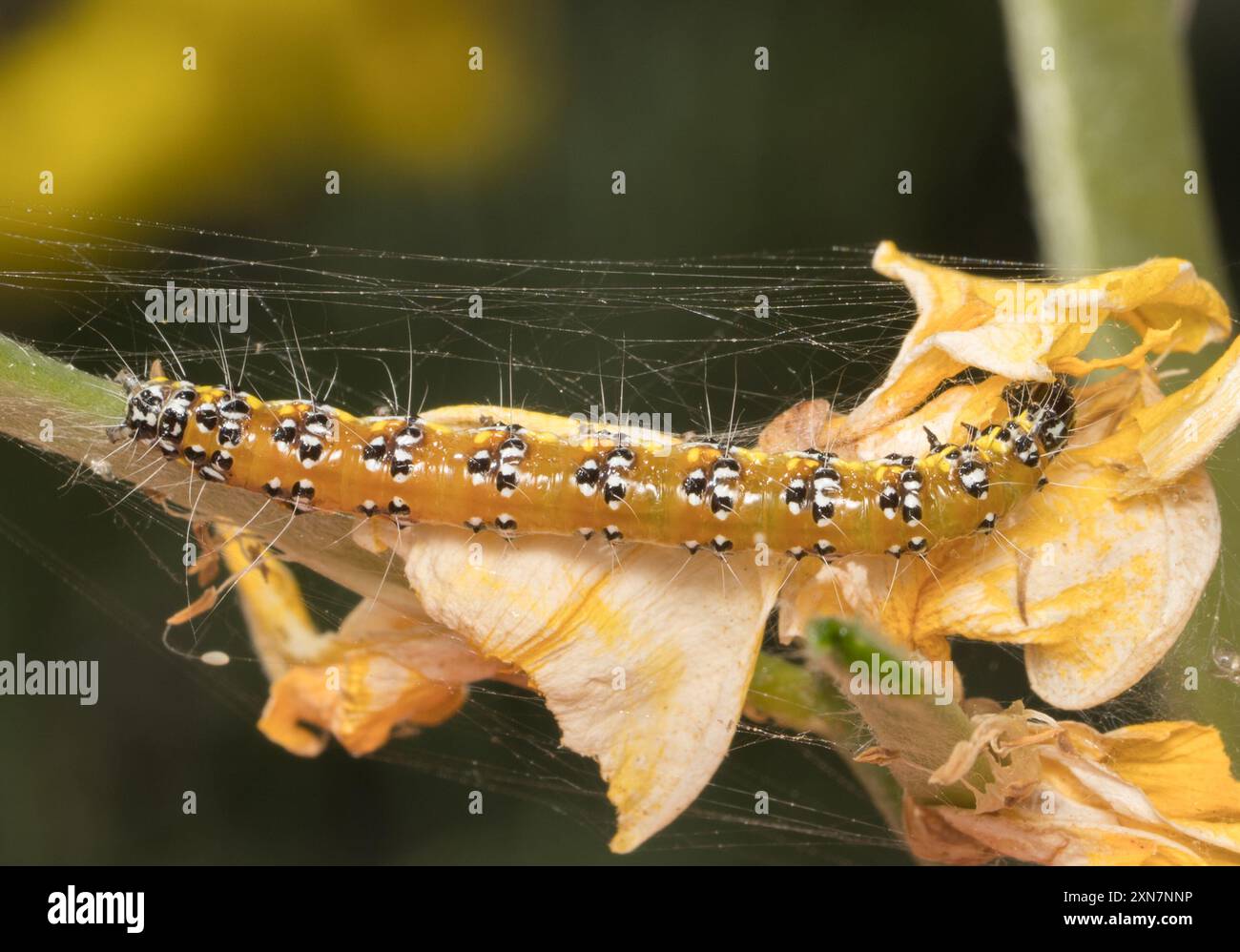 Brooming Insects Genista Broom Moth (Uresiphita reversalis) Insecta Stock Photo - Alamy