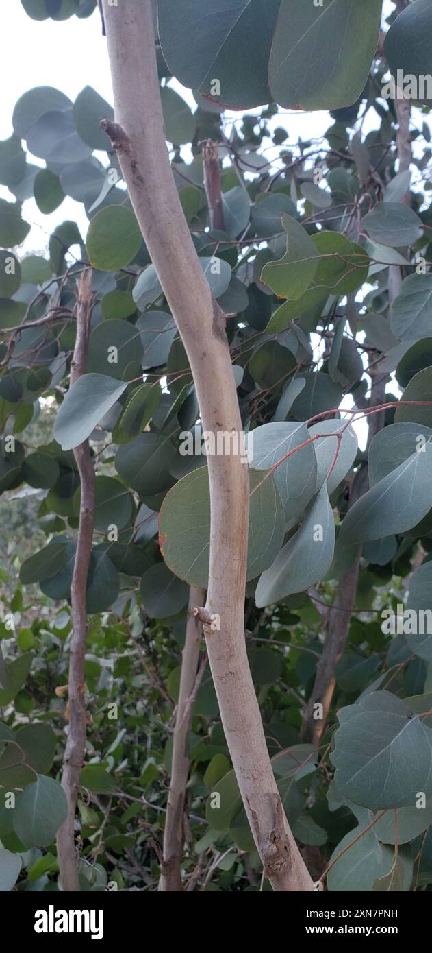 Silver Dollar Gum (Eucalyptus polyanthemos) Plantae Stock Photo - Alamy