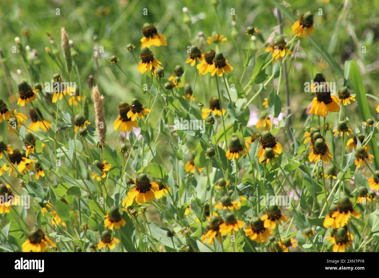 clasping coneflower (Rudbeckia amplexicaulis) Plantae Stock Photo - Alamy