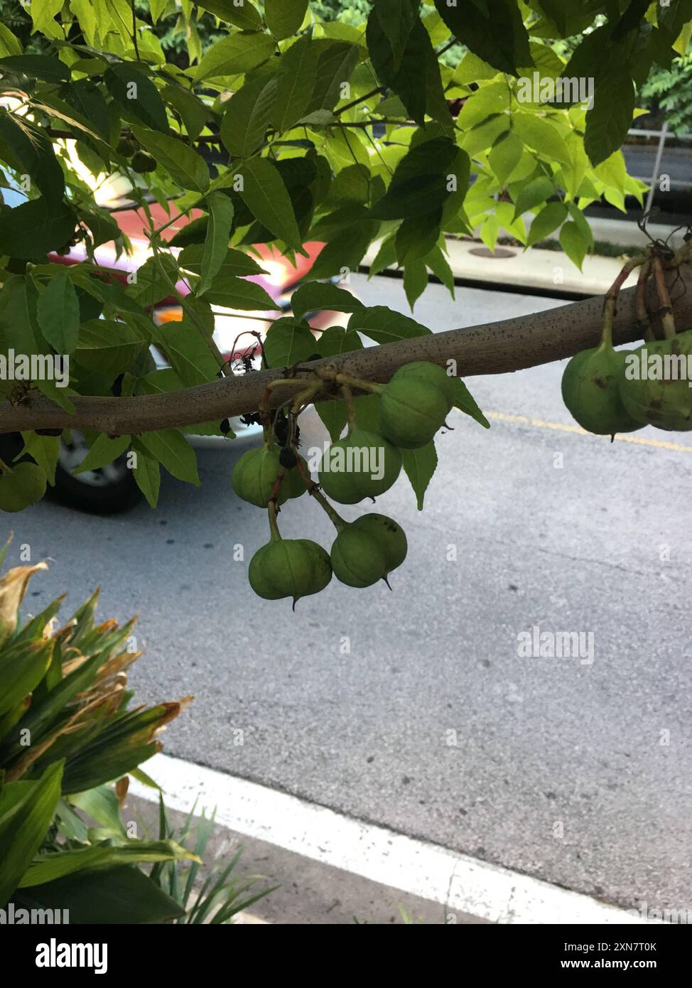 UNGNADIA SPECIOSA, MEXICAN BUCKEYE, FABULOUS NATIVE TREE/SCREENING SHRUB, 15 SDS - Foto 3