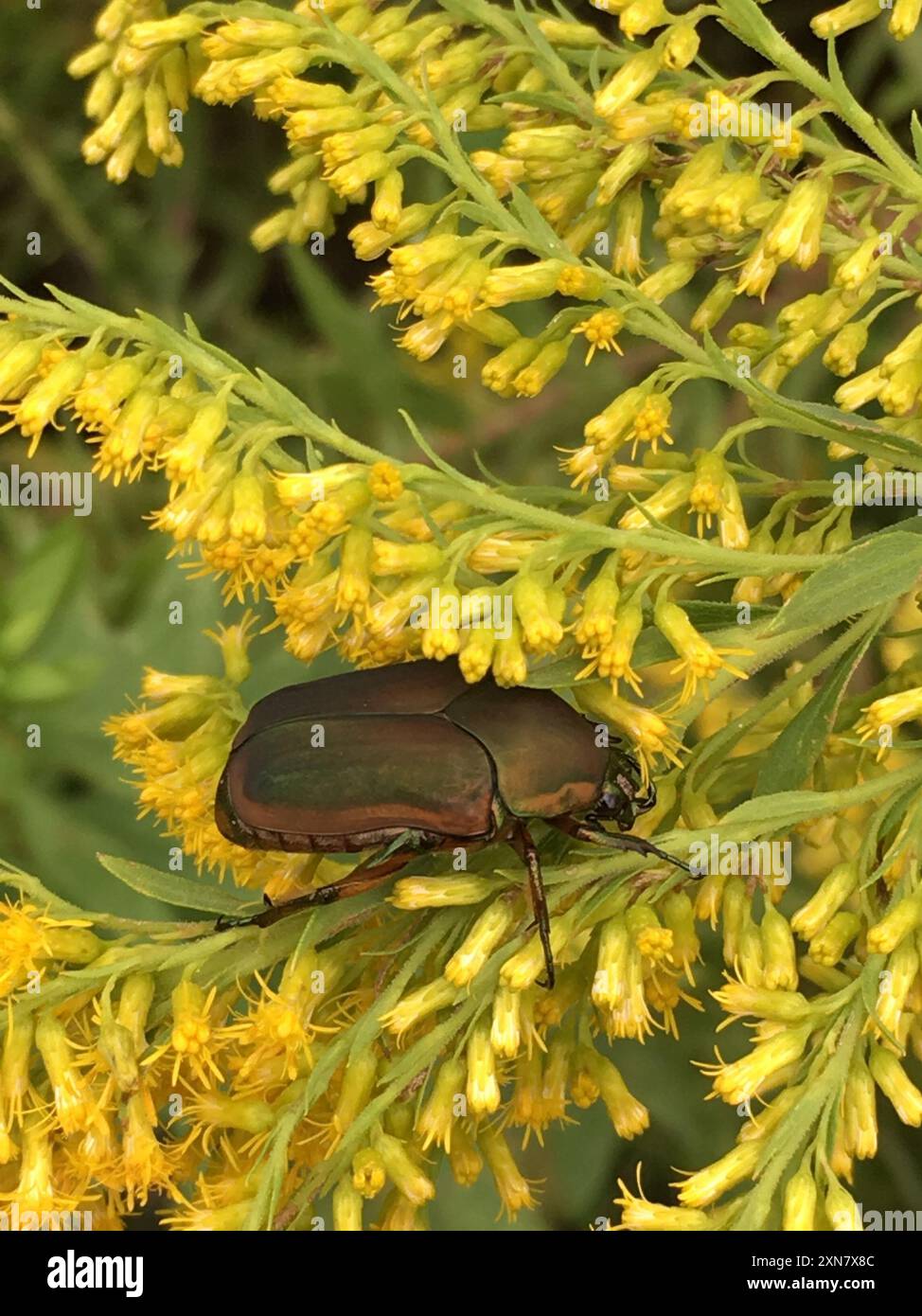 Common green june beetle cotinis nitida insecta stock photo alamy