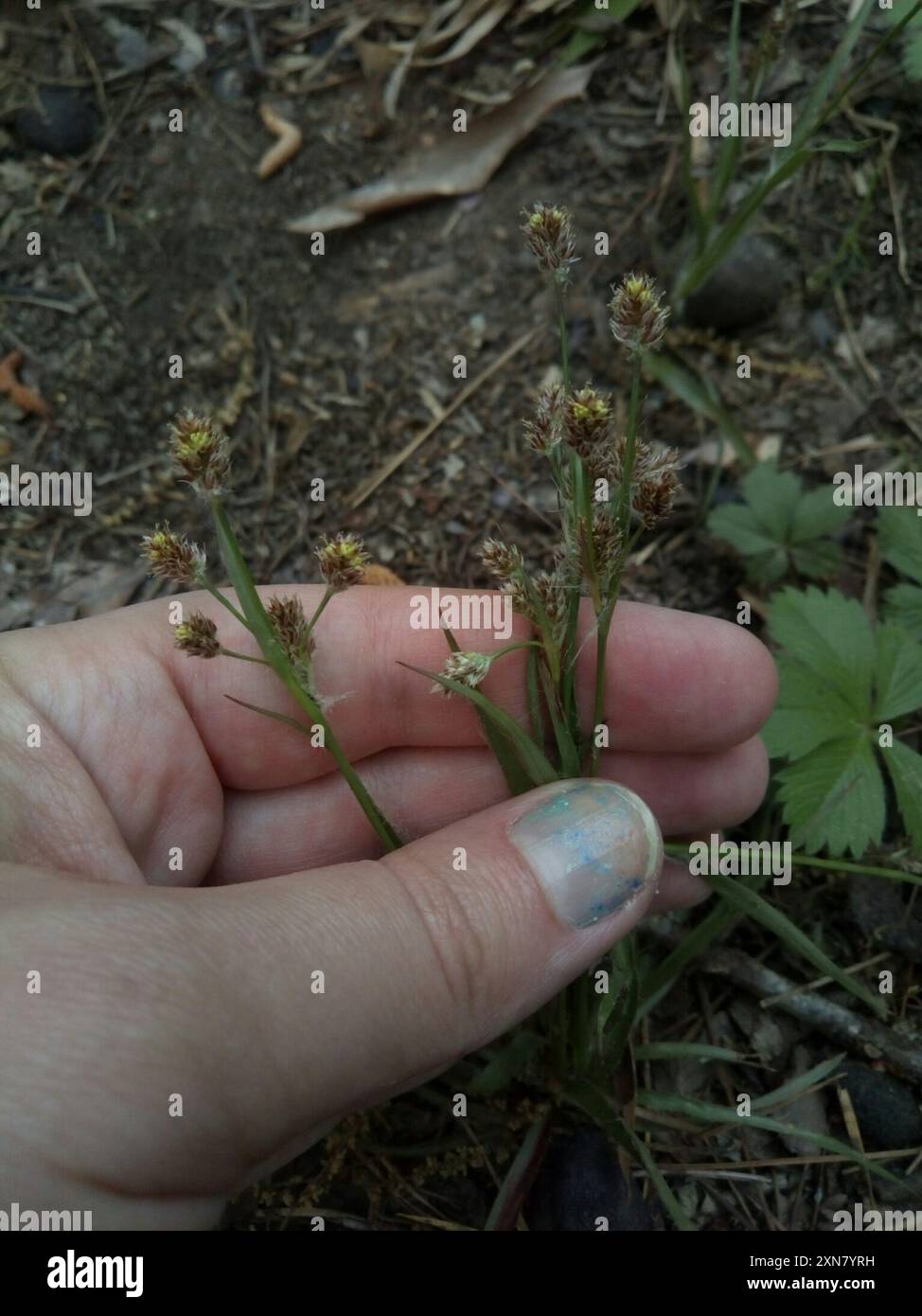 woodrushes (Luzula) Plantae Stock Photo - Alamy
