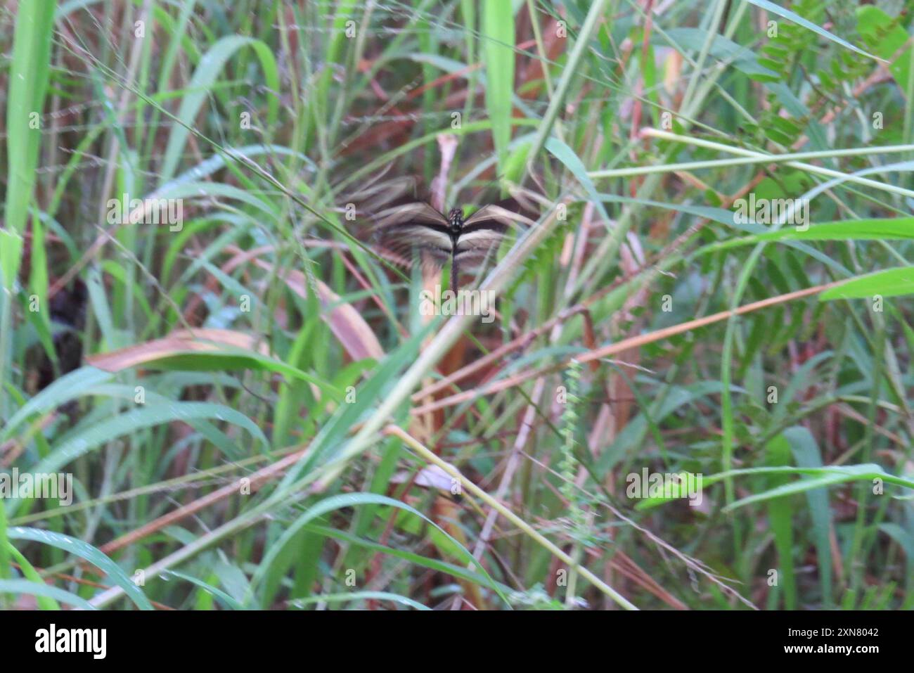 Zebra Longwing (Heliconius charithonia) Insecta Stock Photo - Alamy