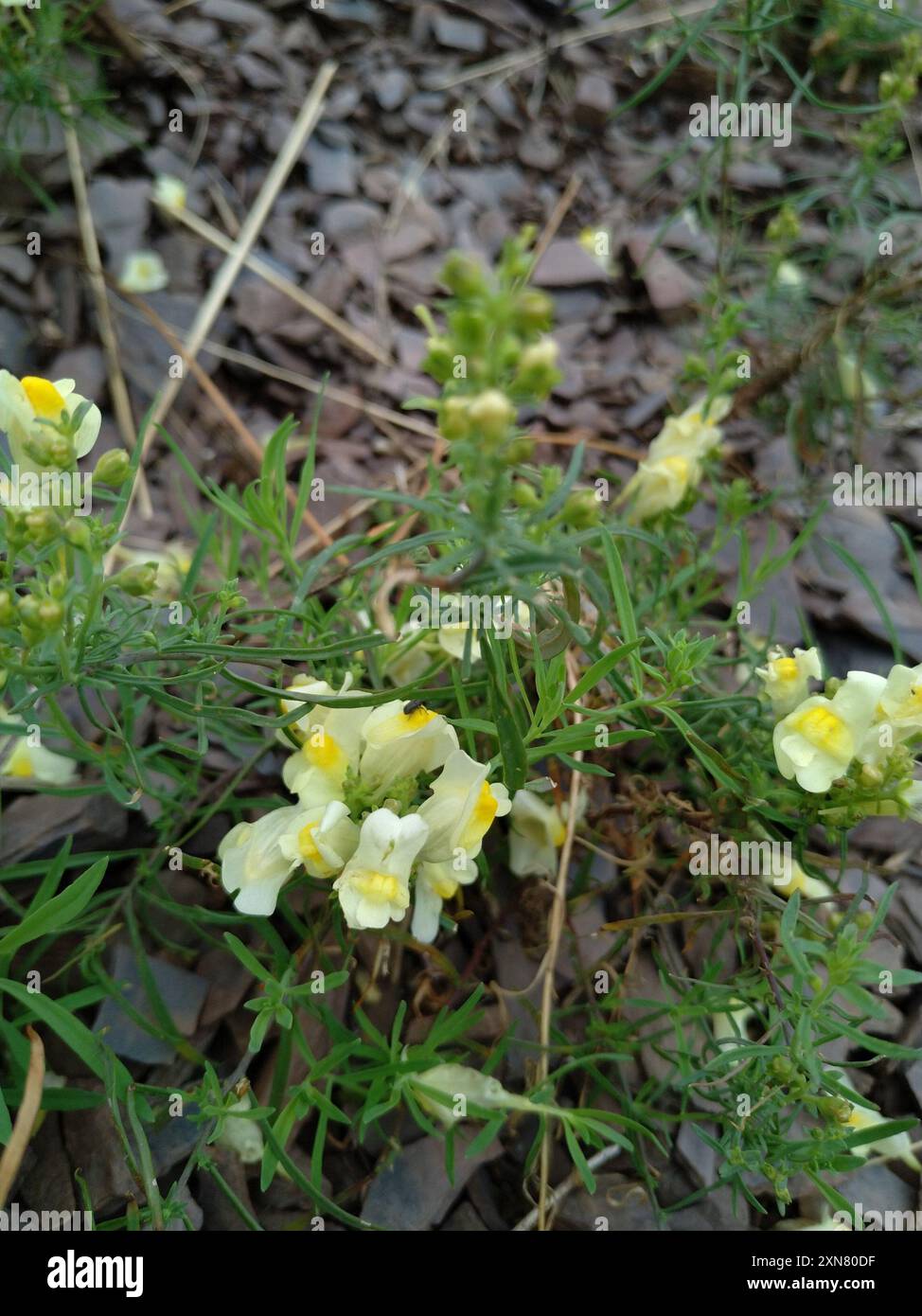 Toad Fls common toadflax (Linaria vulgaris) Plantae Stock Photo - Alamy