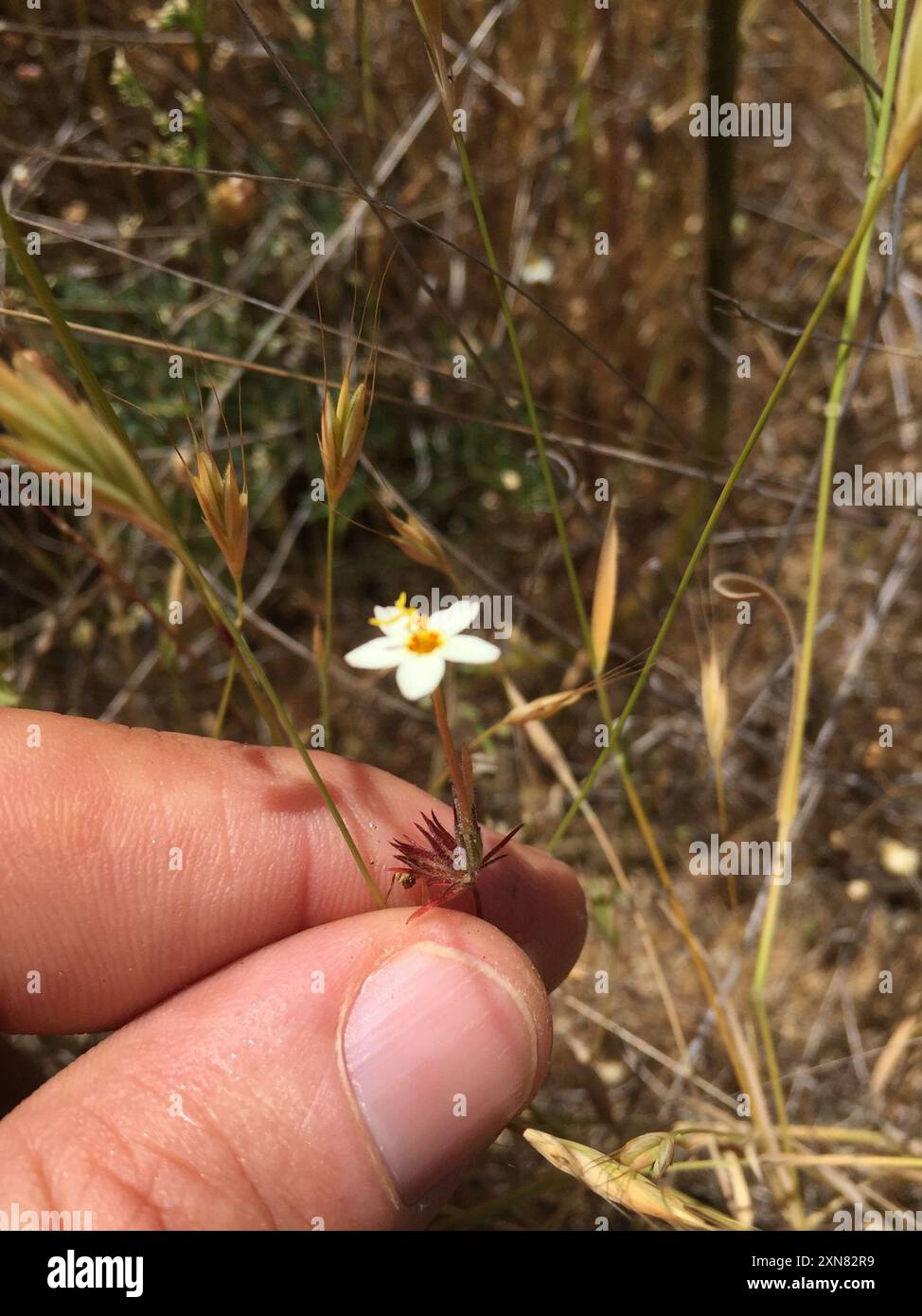 variable linanthus (Leptosiphon parviflorus) Plantae Stock Photo - Alamy