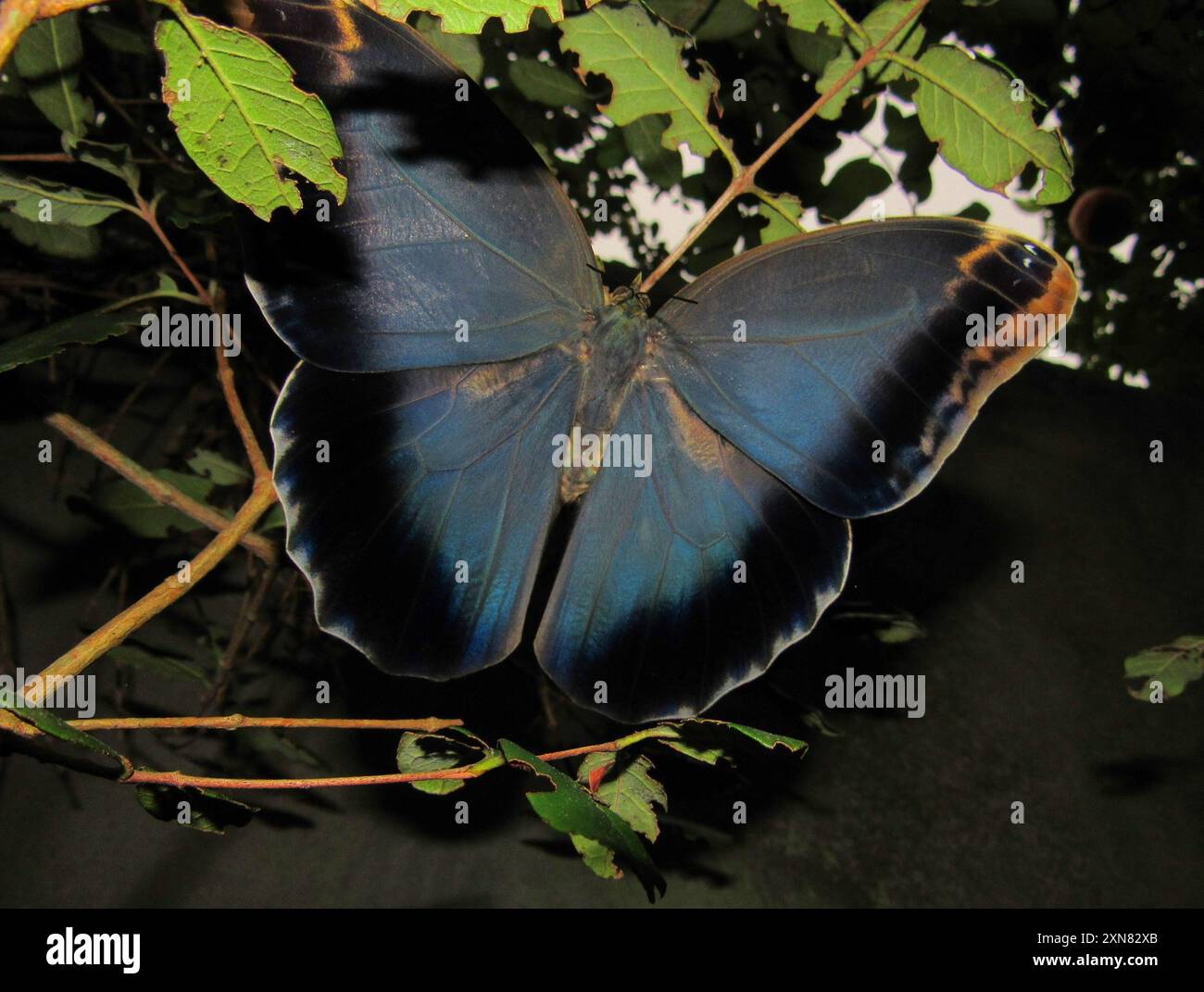 Caligo brasiliensis hi-res stock photography and images - Alamy