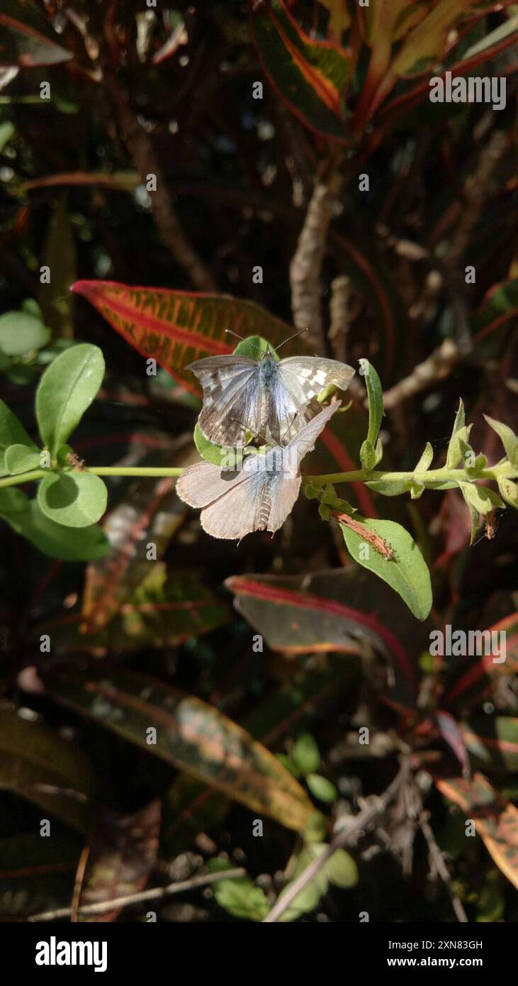Zebra Blue (Leptotes plinius) Insecta Stock Photo - Alamy