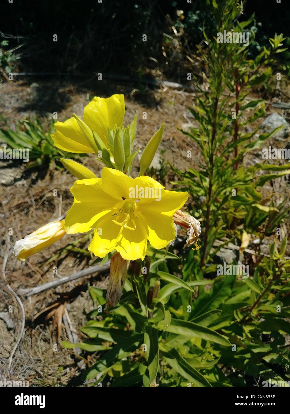 tall evening primrose (Oenothera elata) Plantae Stock Photo - Alamy