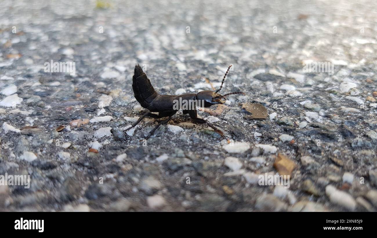Devil's Coach Horse Beetle (Ocypus olens) Insecta Stock Photo - Alamy