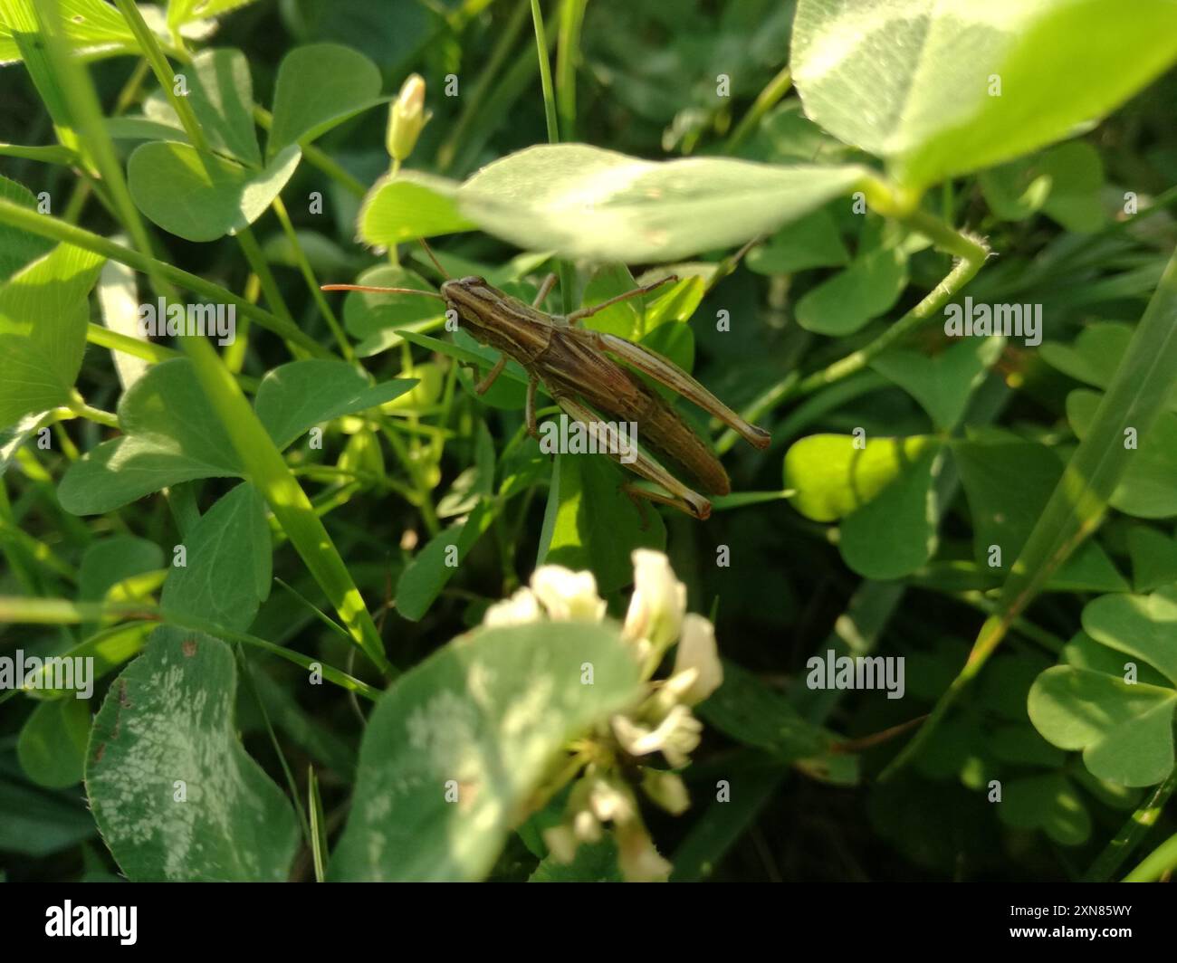 Meadow Grasshopper (Pseudochorthippus parallelus) Insecta Stock Photo ...
