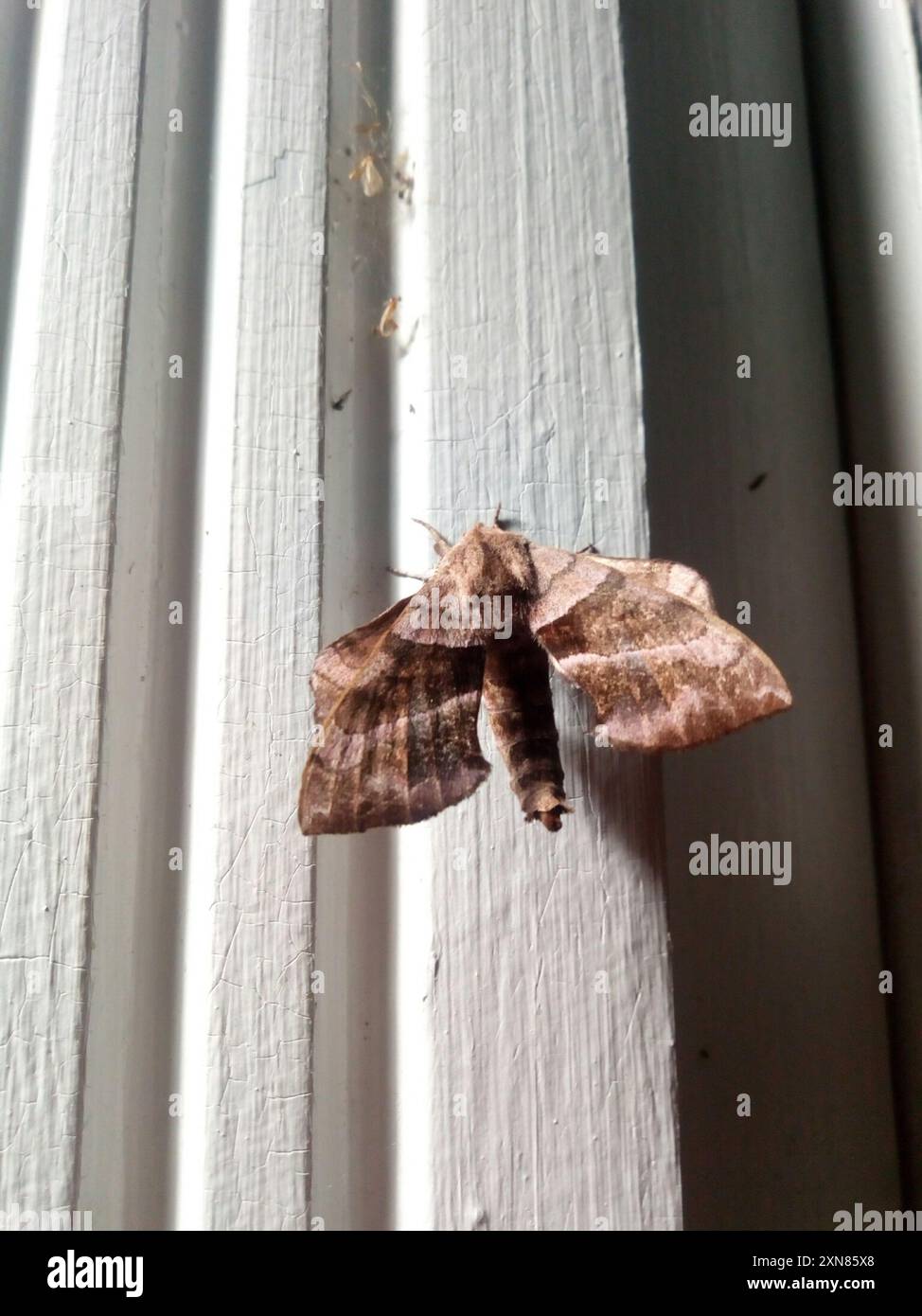 Walnut Sphinx (Amorpha juglandis) Insecta Stock Photo - Alamy