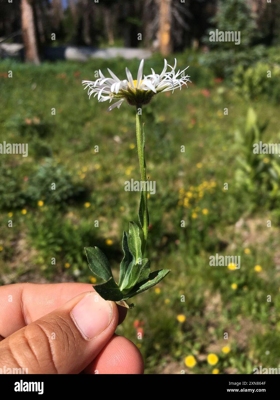 Large-flower Fleabane (Erigeron grandiflorus) Plantae Stock Photo - Alamy