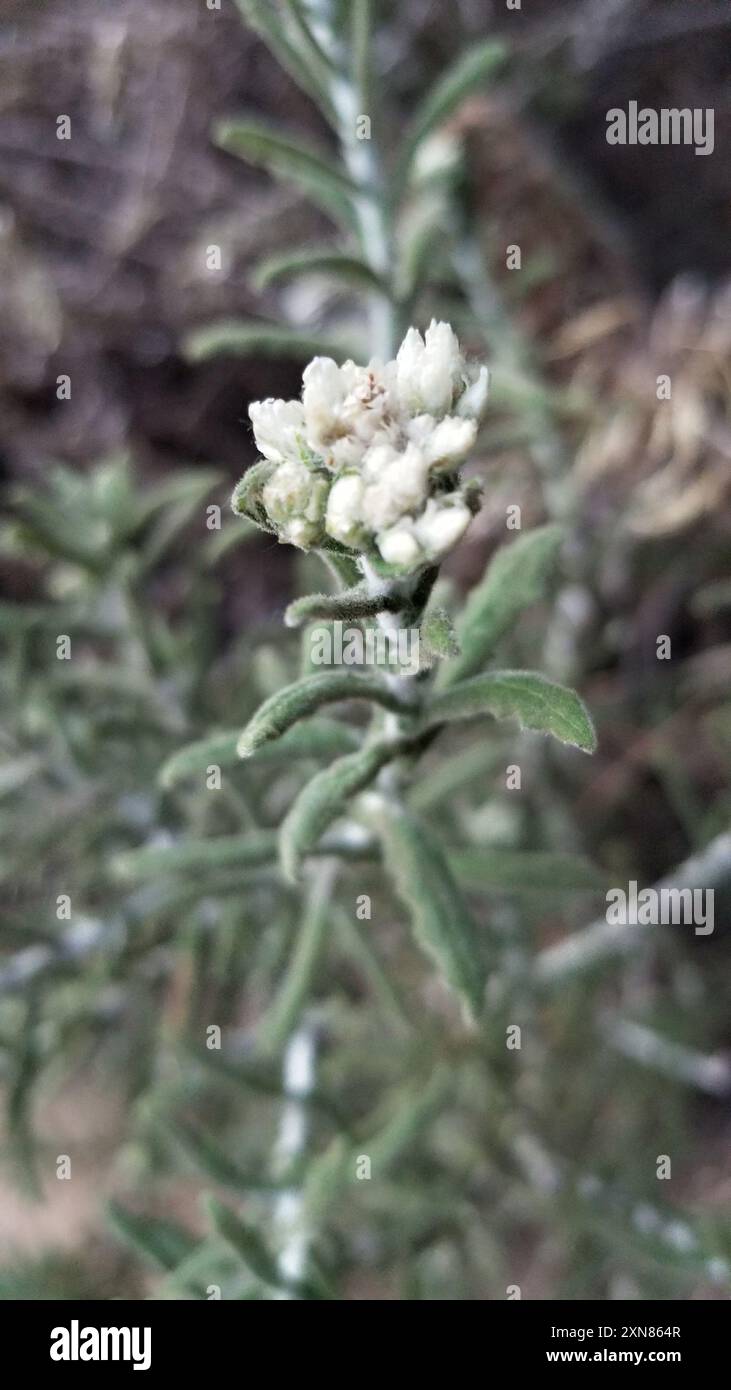two-color rabbit tobacco (Pseudognaphalium biolettii) Plantae Stock ...