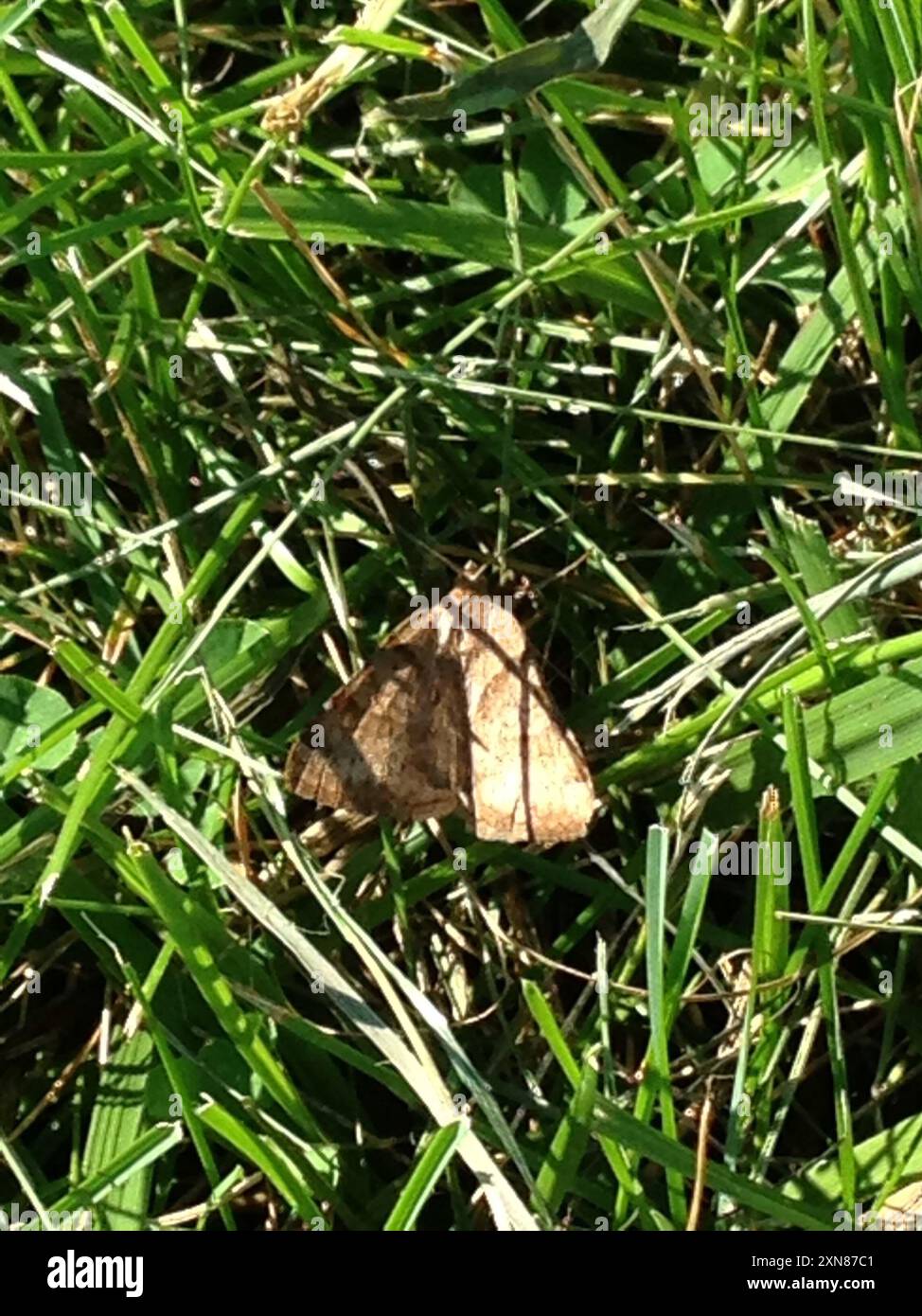 Insect Forage Forage Looper Moth (Caenurgina erechtea) Insecta Stock Photo - Alamy