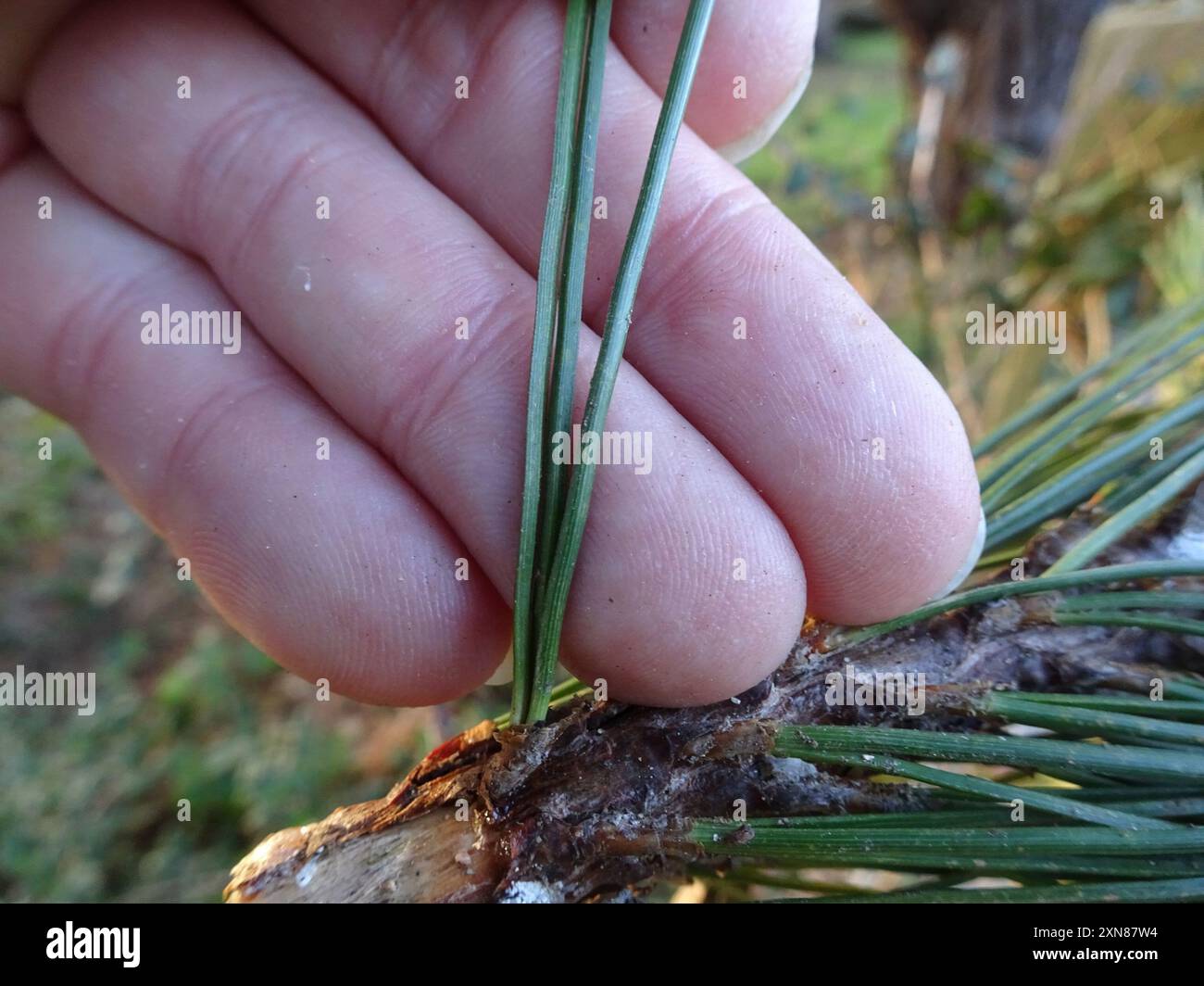 Monterey pine (Pinus radiata) Plantae Stock Photo - Alamy