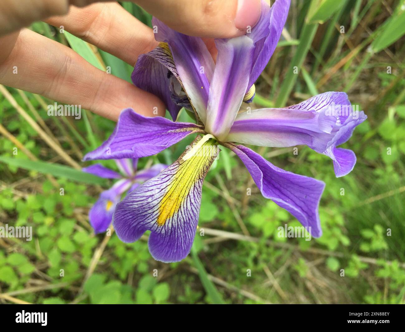 southern blue flag (Iris virginica) Plantae Stock Photo