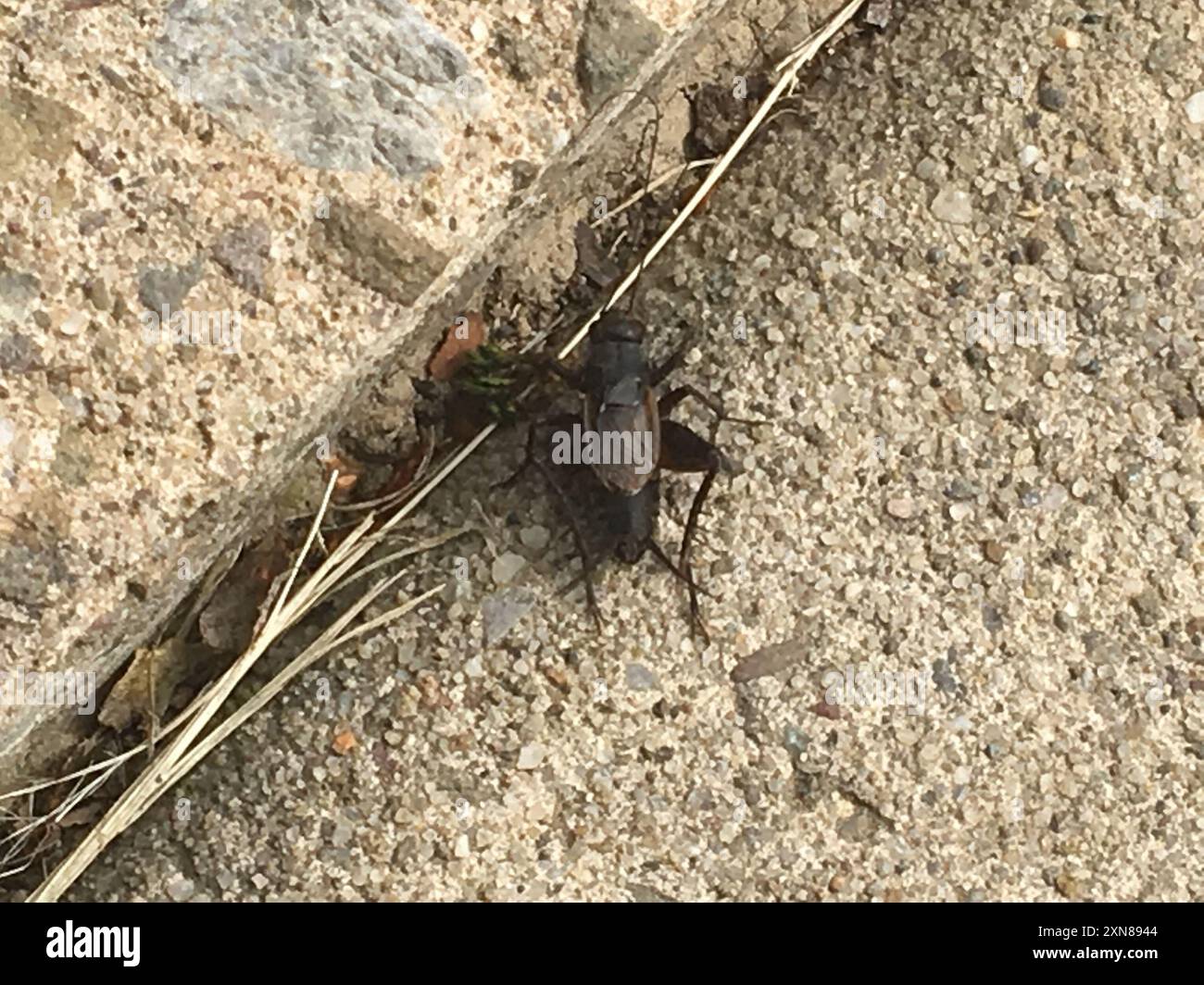 Robust Ground Crickets (Allonemobius) Insecta Stock Photo - Alamy