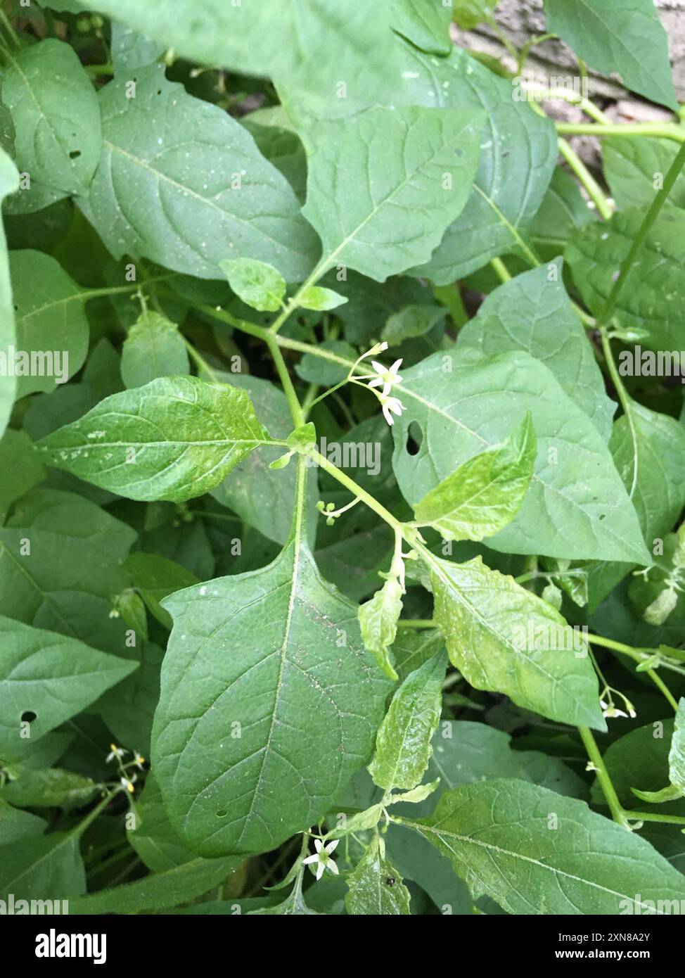eastern black nightshade (Solanum emulans) Plantae Stock Photo - Alamy