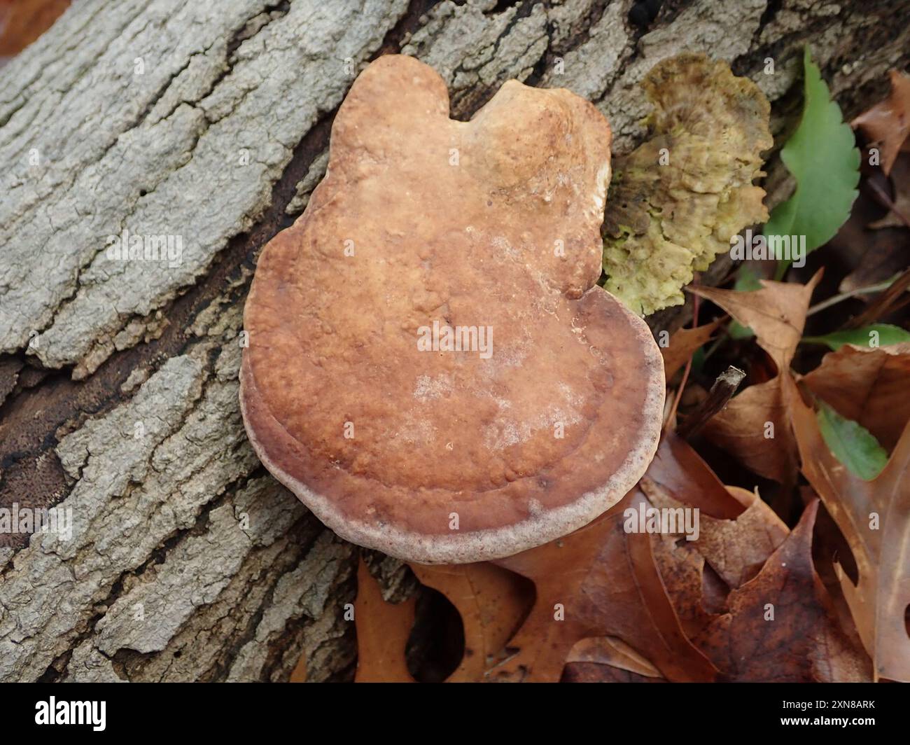 artist's bracket (Ganoderma applanatum) Fungi Stock Photo - Alamy