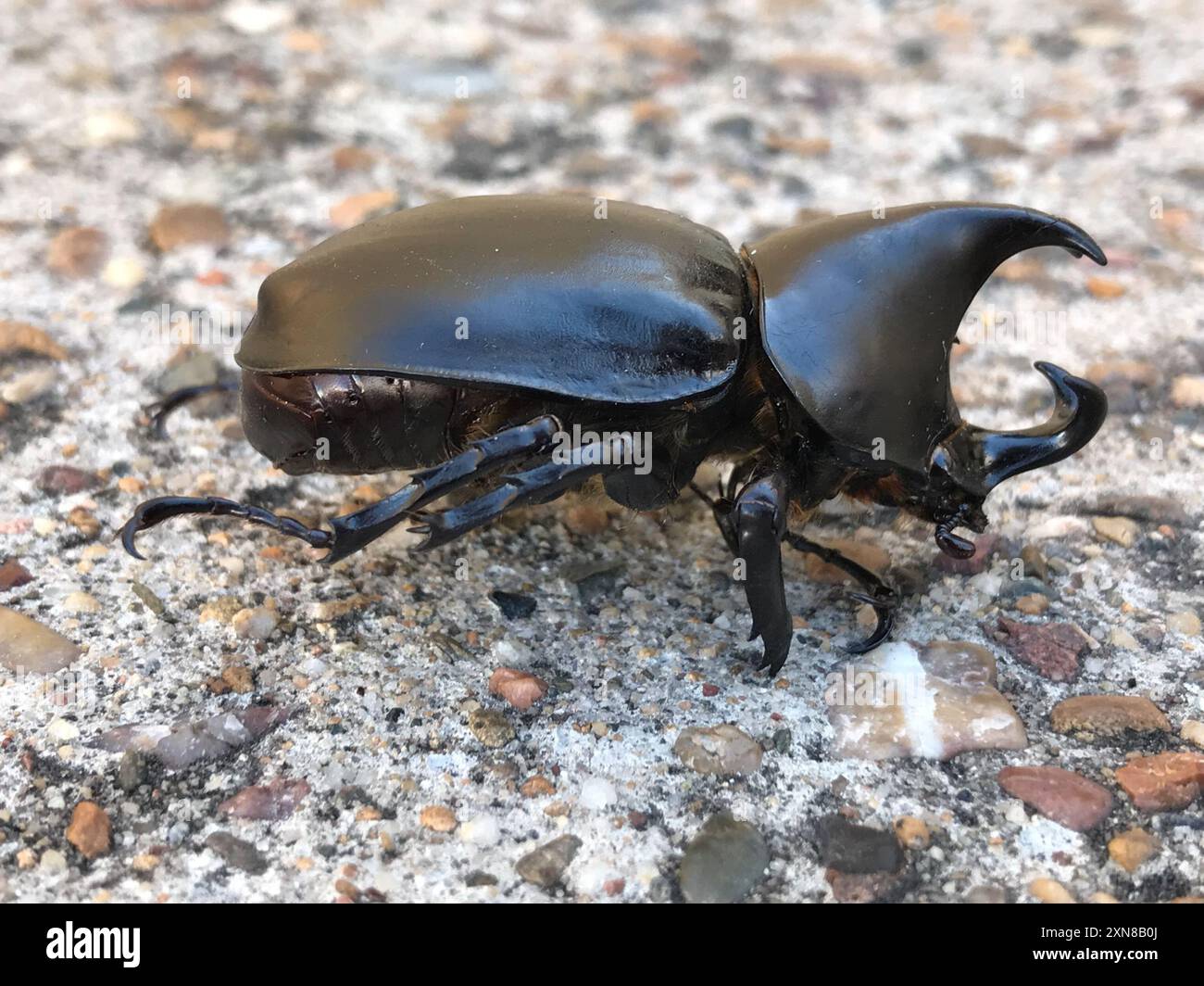 Australian Rhinoceros Beetle (Xylotrupes australicus) Insecta Stock ...