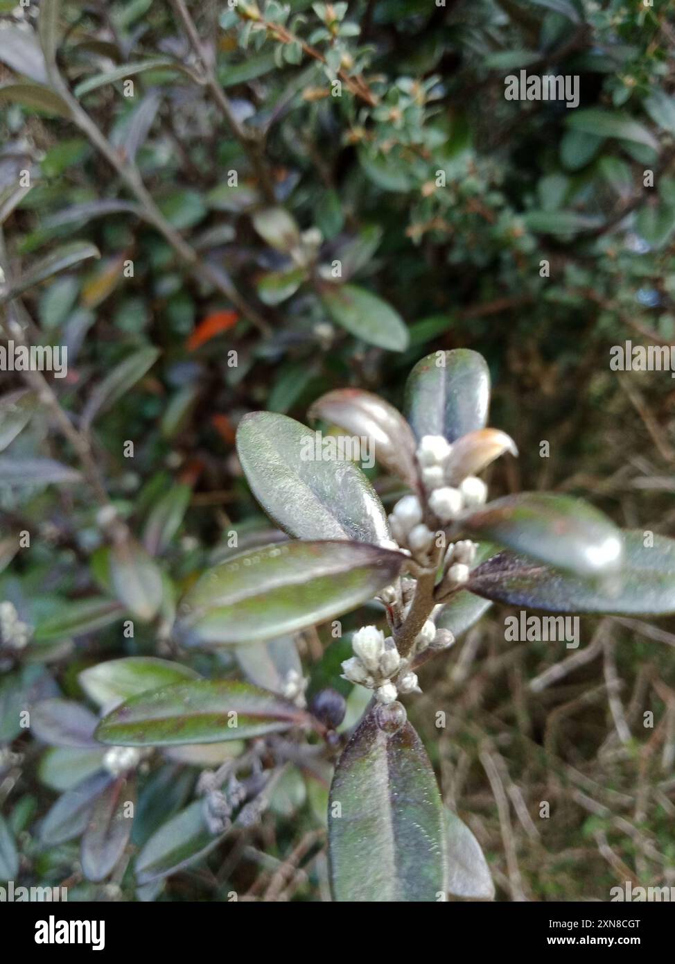 (Corokia × virgata) Plantae Stock Photo - Alamy