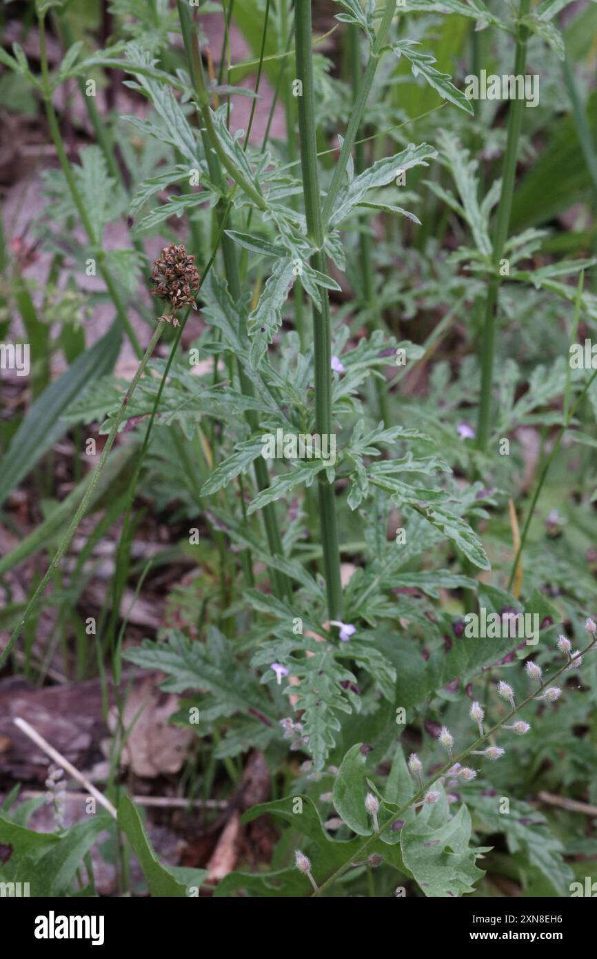 Common vervain (Verbena officinalis) Plantae Stock Photo - Alamy