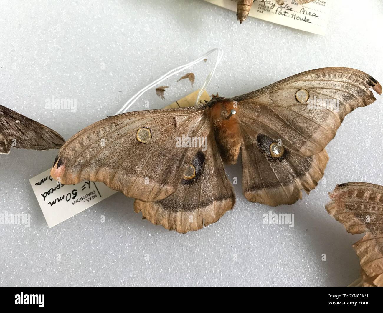 Polyphius Polyphemus Moth (Antheraea polyphemus) Insecta Stock Photo - Alamy
