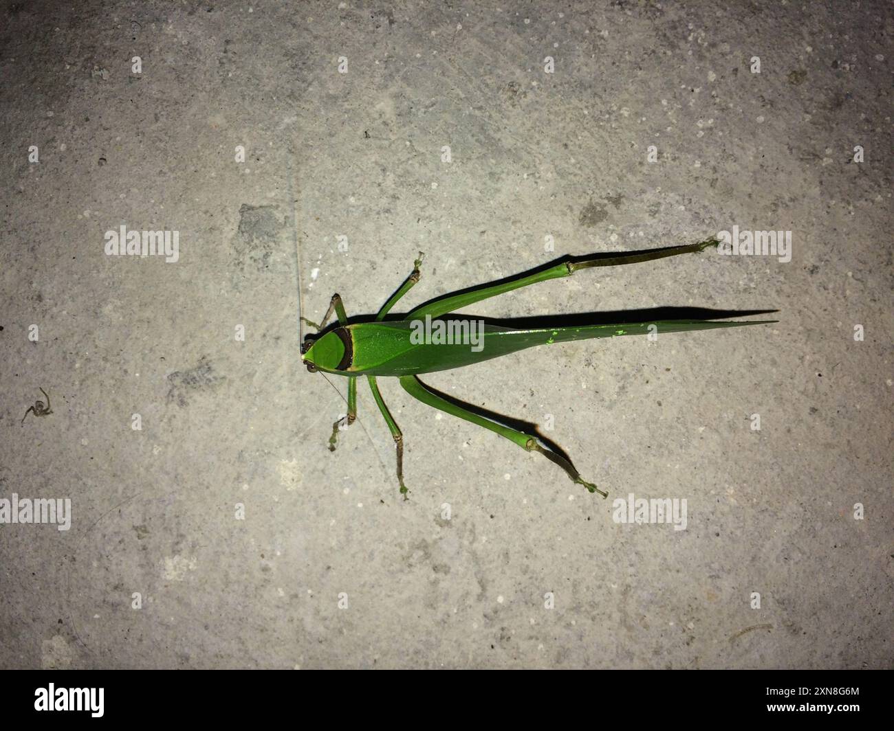 Neotropical Giant Katydids (Stilpnochlora) Insecta Stock Photo - Alamy
