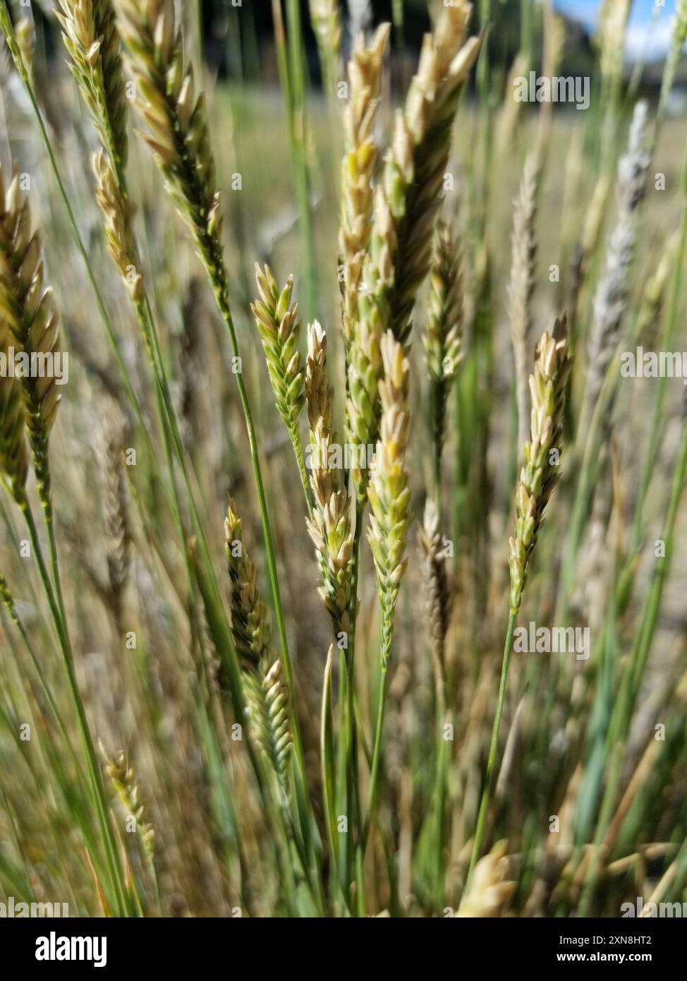 Psathyrostachys juncea hi-res stock photography and images - Alamy