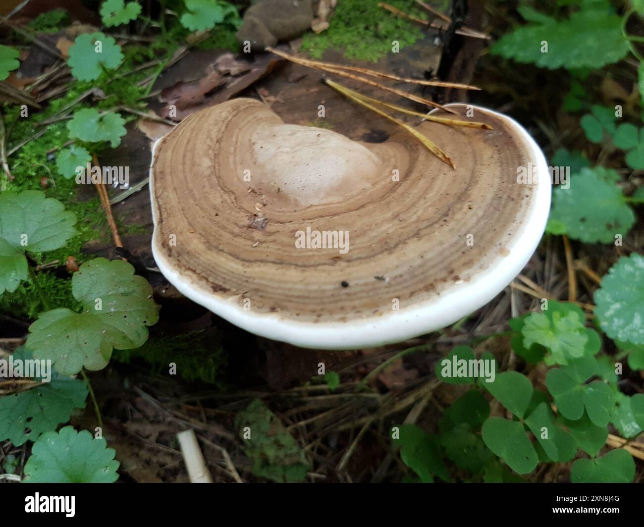artist's bracket (Ganoderma applanatum) Fungi Stock Photo - Alamy