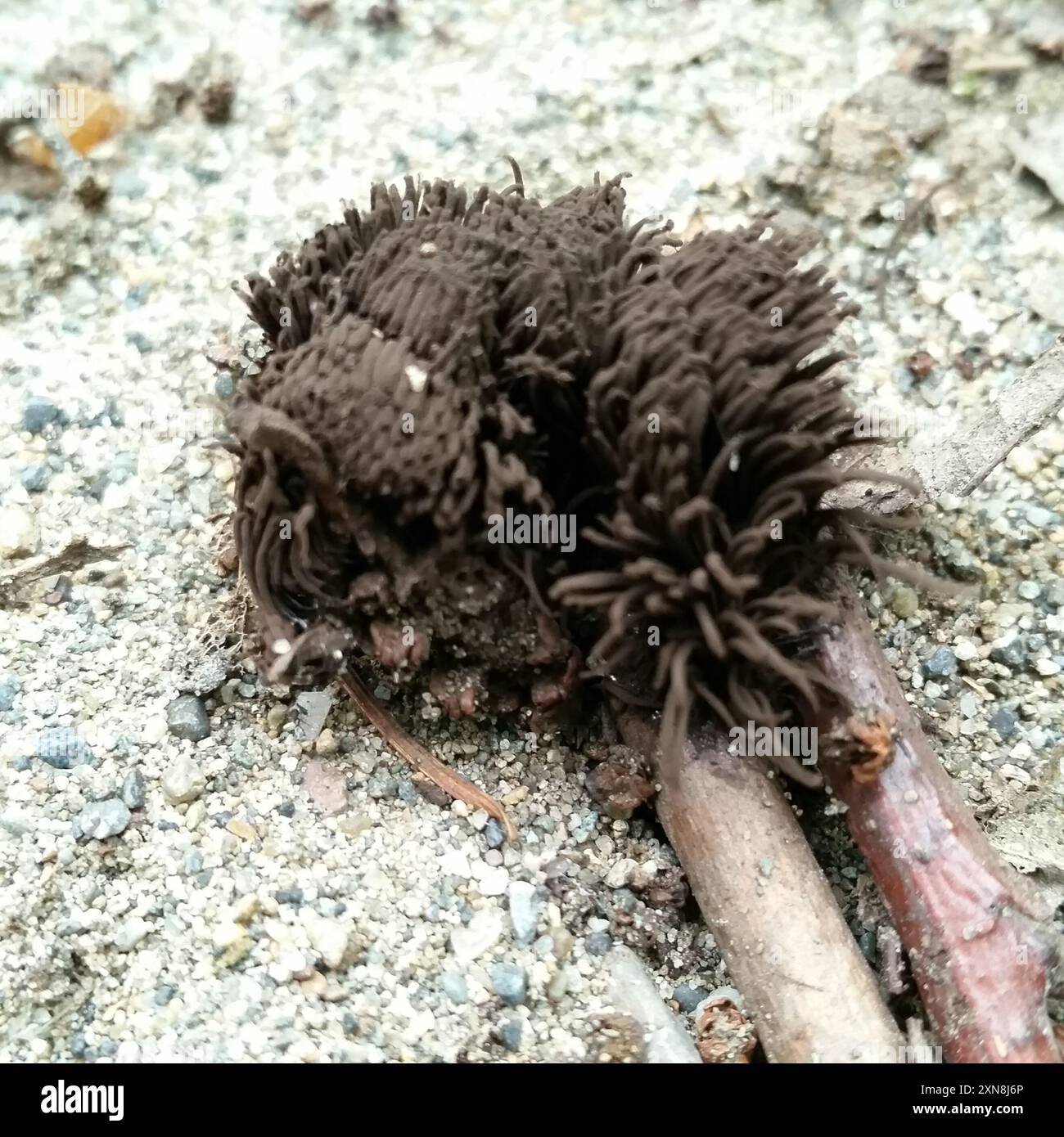 Stemonitis Splendens chocolate tube slime (Stemonitis splendens) Protozoa Stock Photo - Alamy