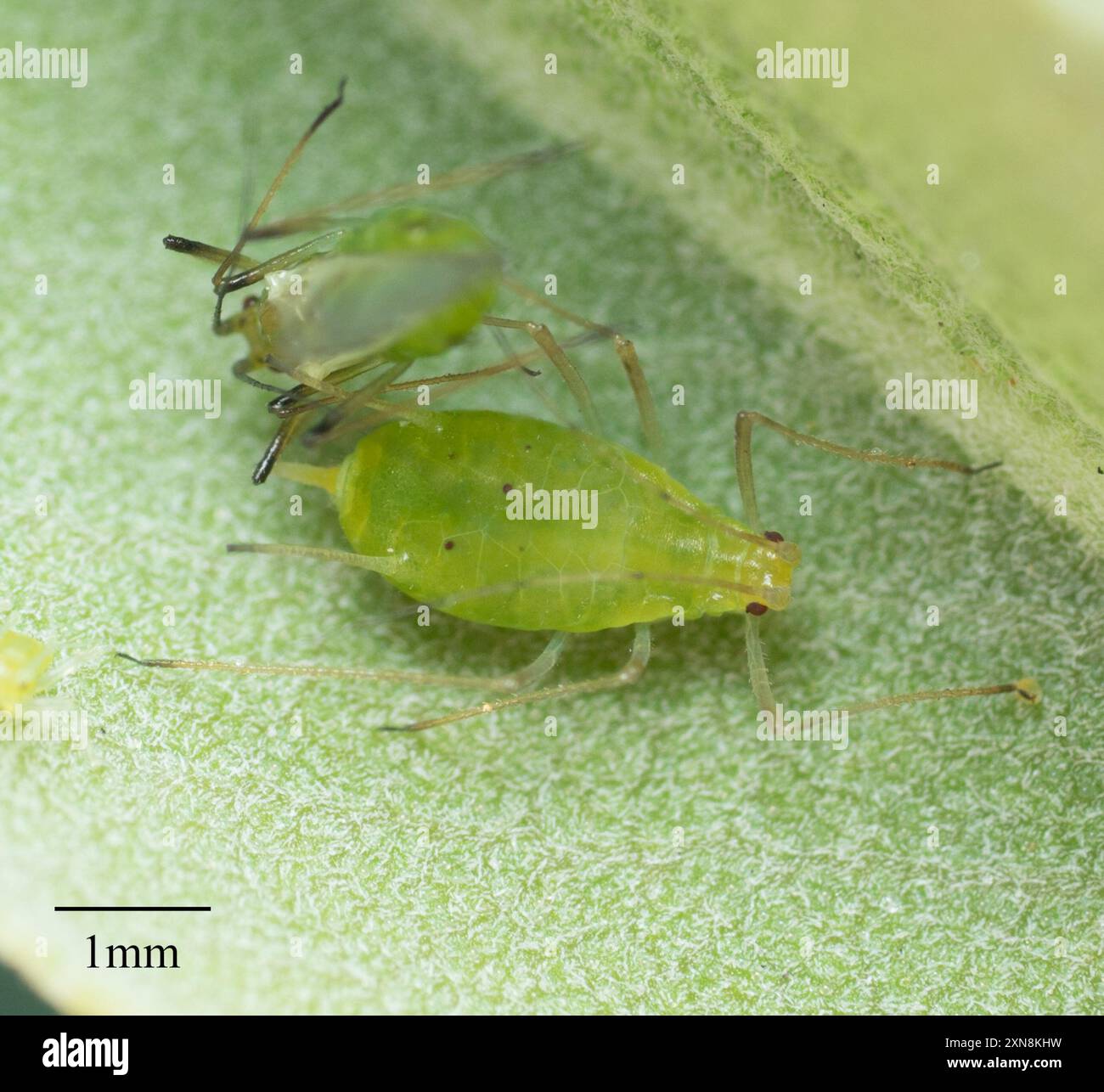 Potato Aphid (Macrosiphum euphorbiae) Insecta Stock Photo - Alamy