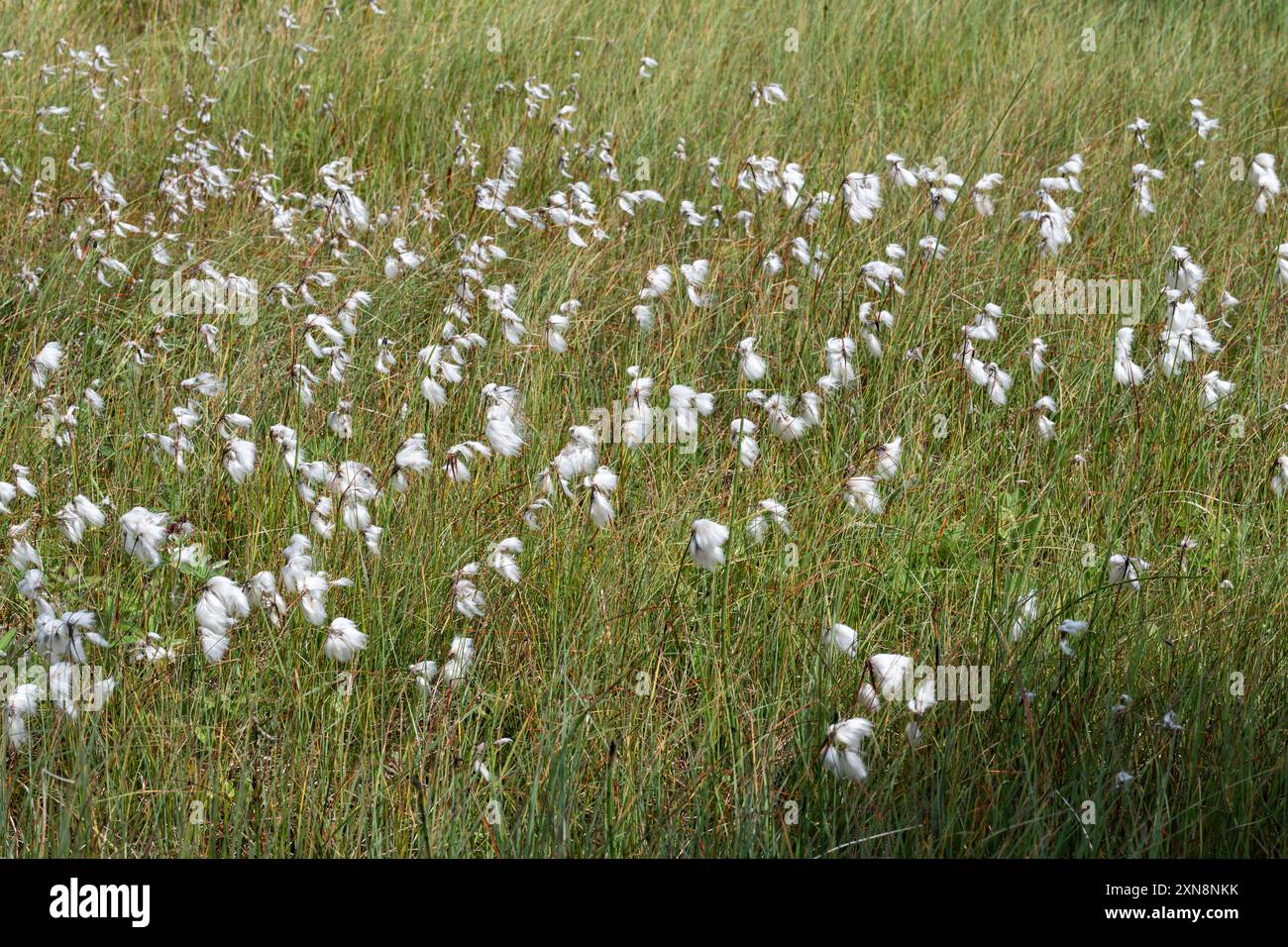 Wild cotton hi-res stock photography and images - Alamy